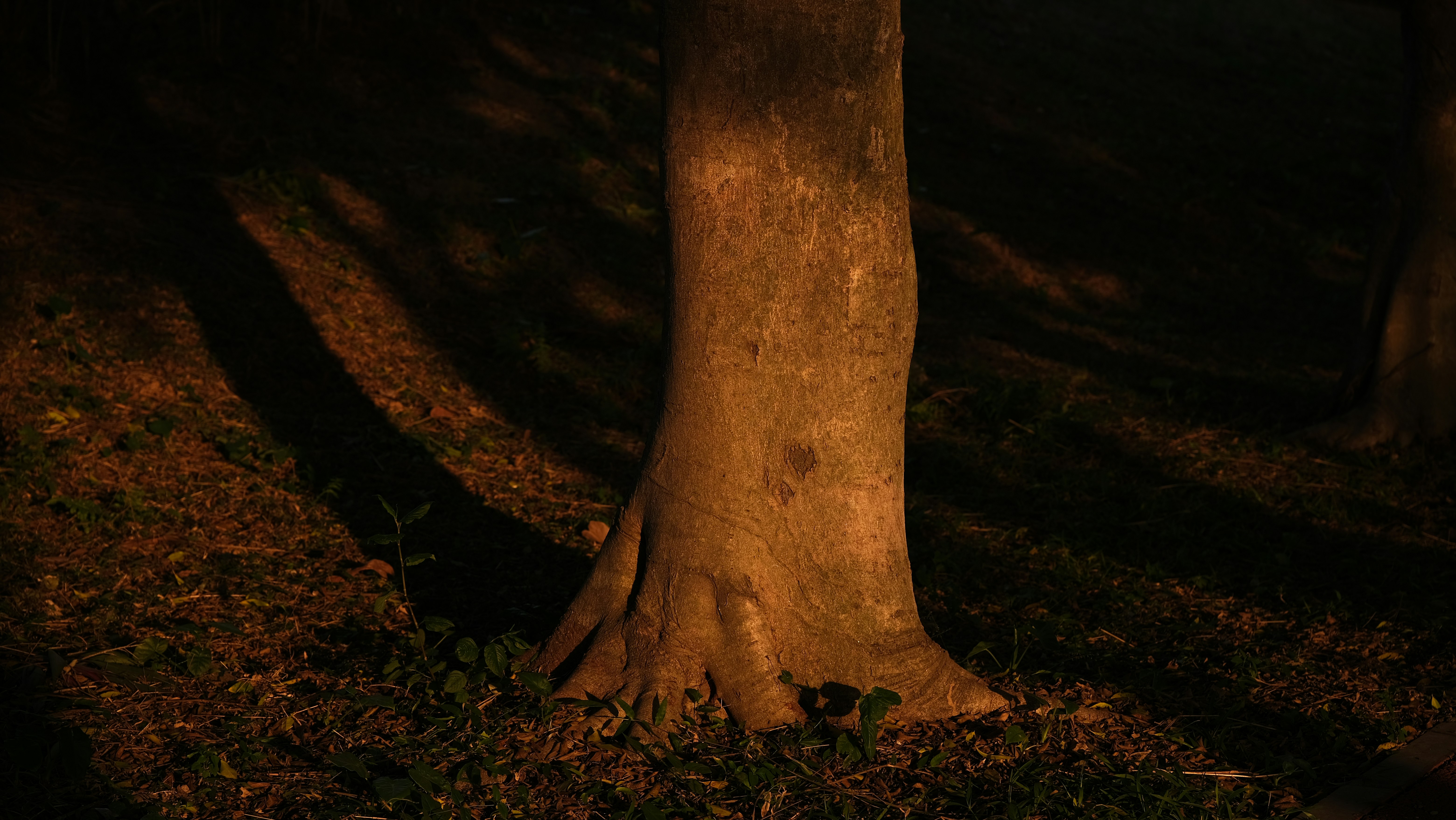 Tree trunk illuminated by warm light at night
