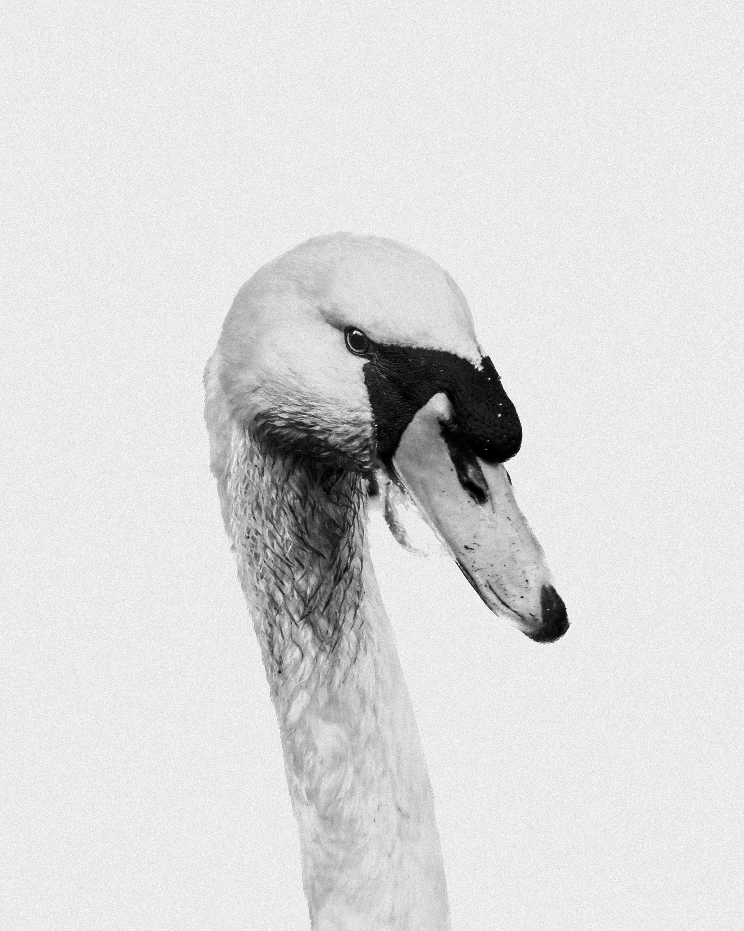 Close-up of a swan's head and neck