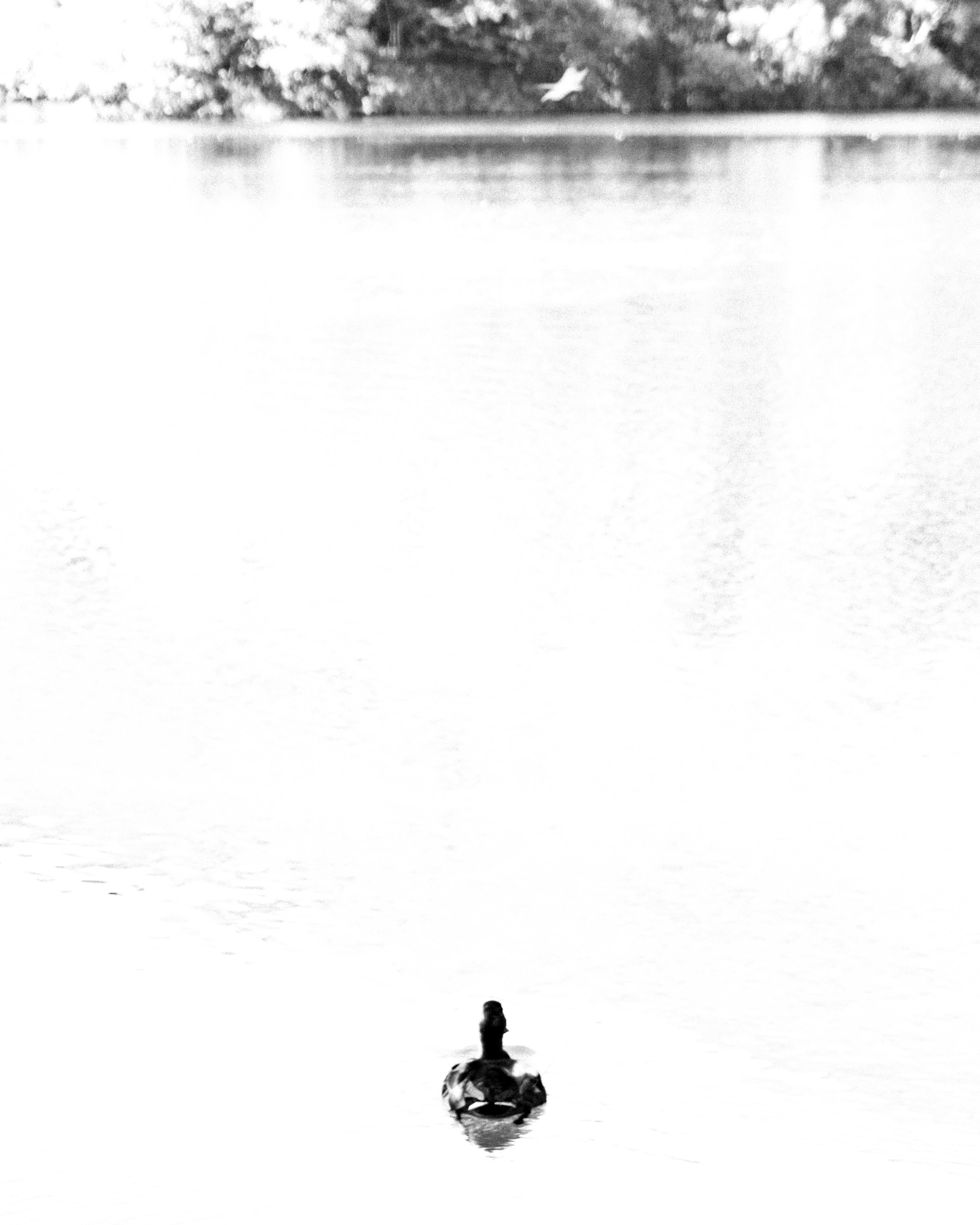 A lone duck swims on a calm lake.