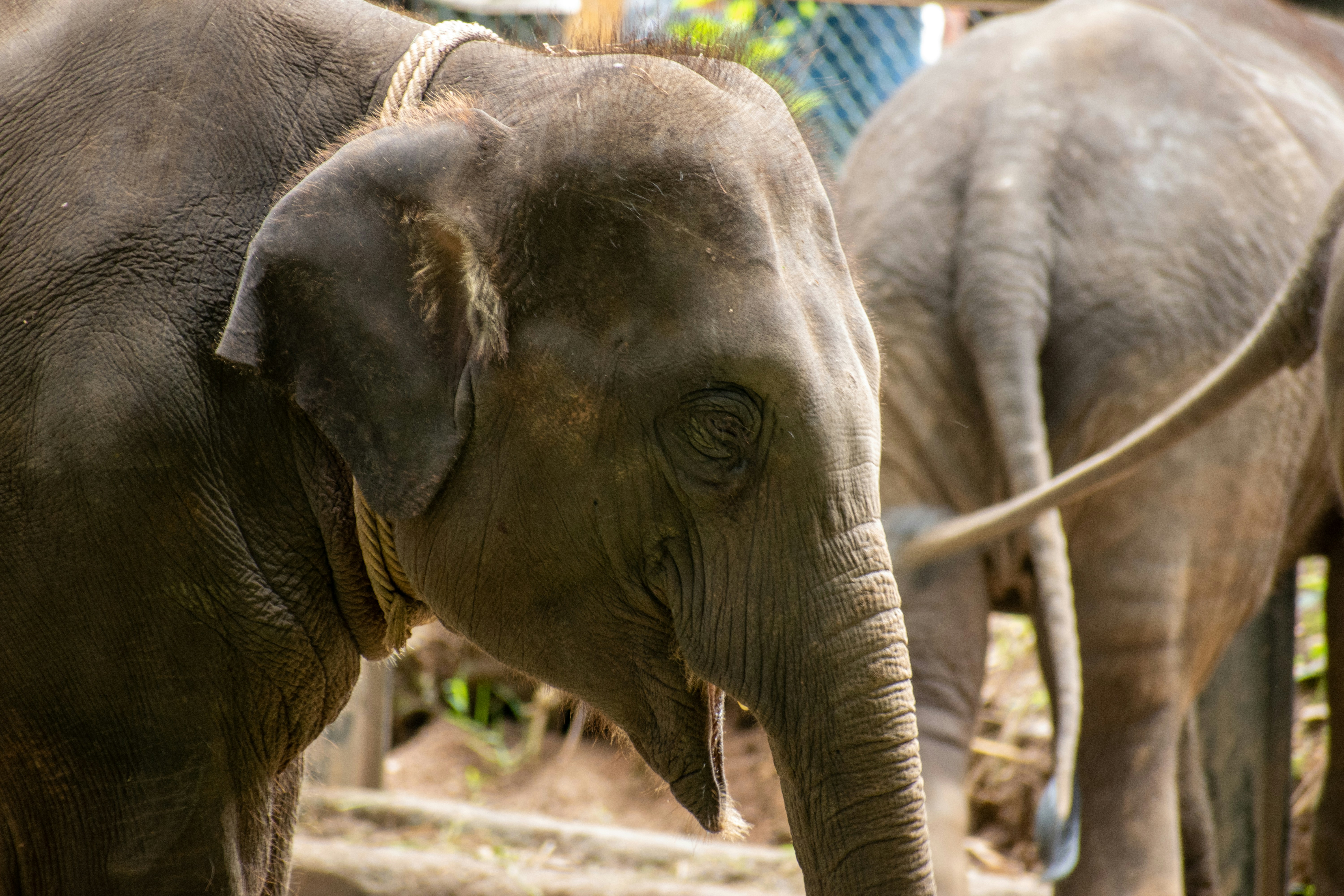 Photo by mohan_kumar_p