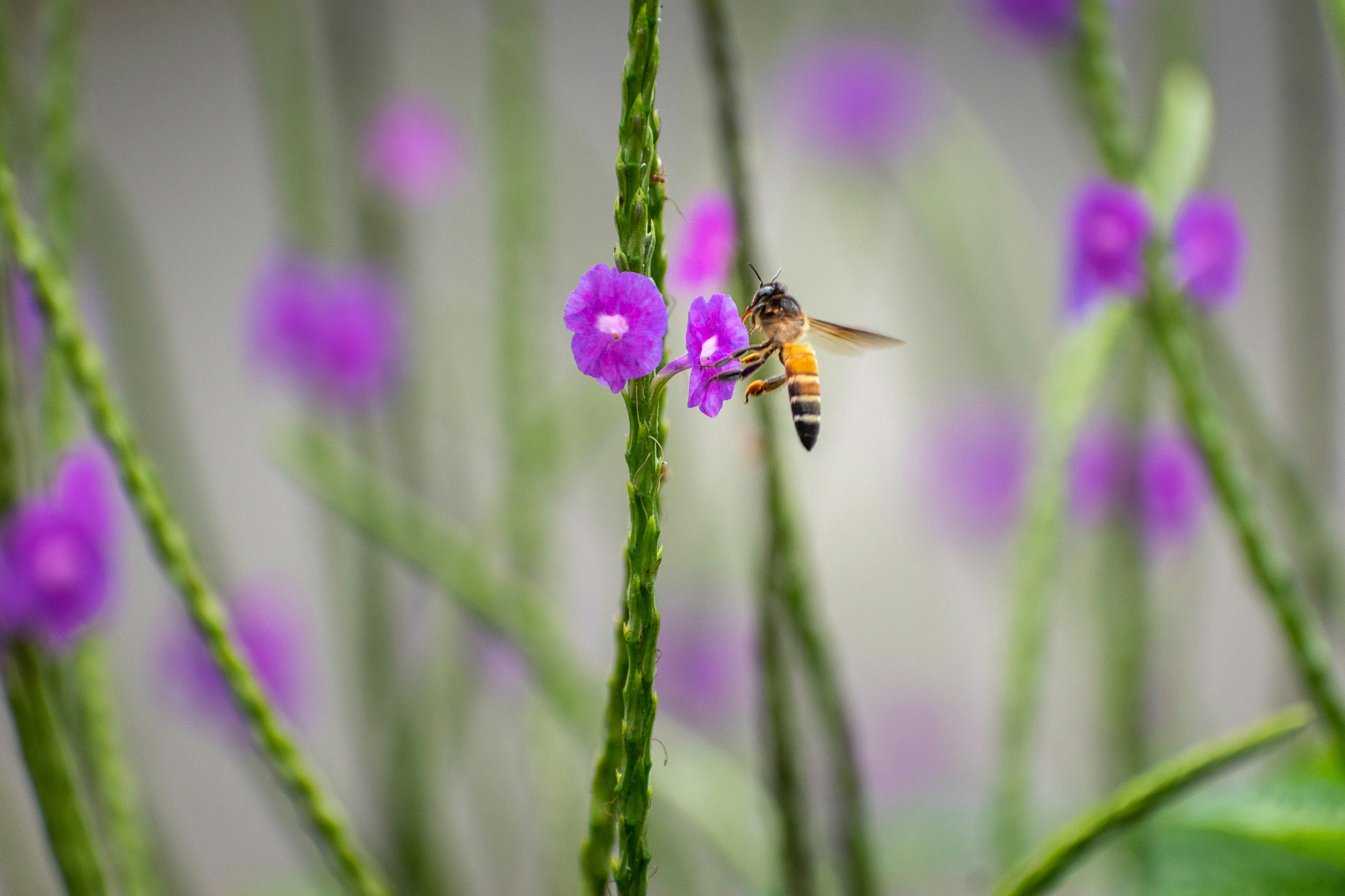 Photo by mohan_kumar_p