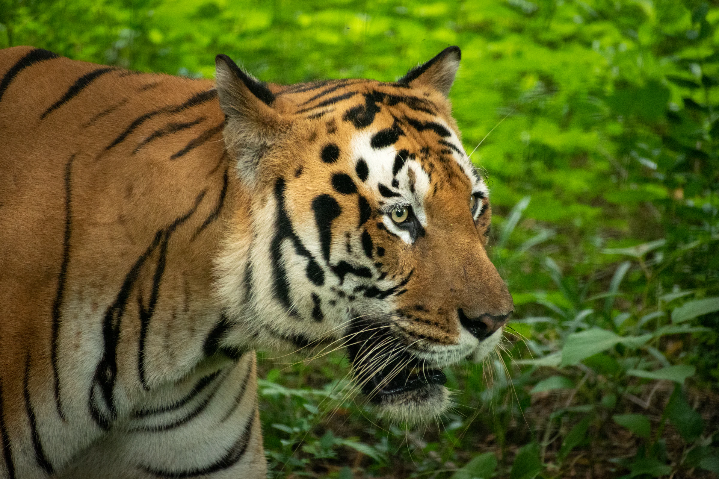 Royal Bengal Tiger walking through dense jungle foliage