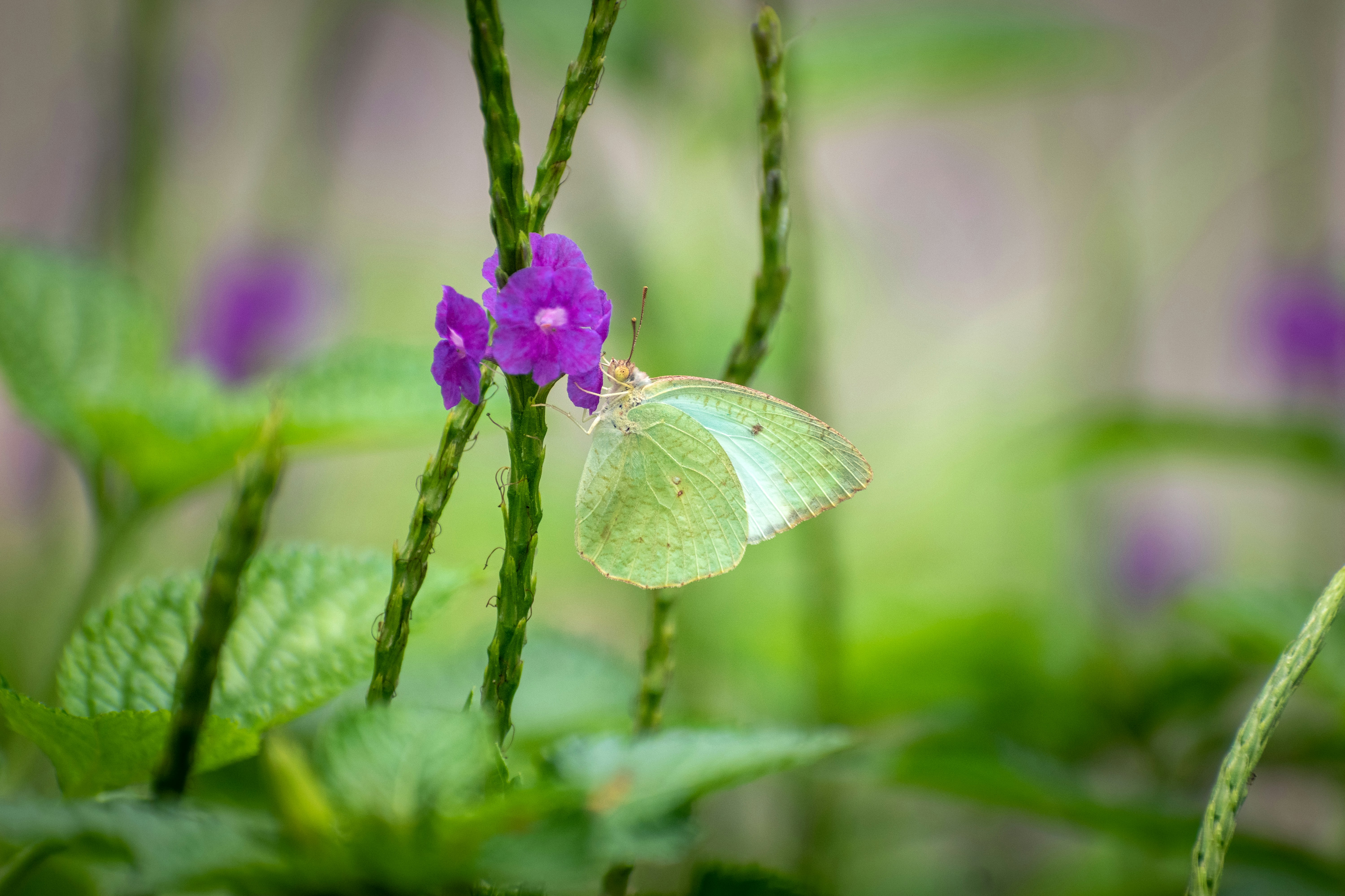 Photo by mohan_kumar_p