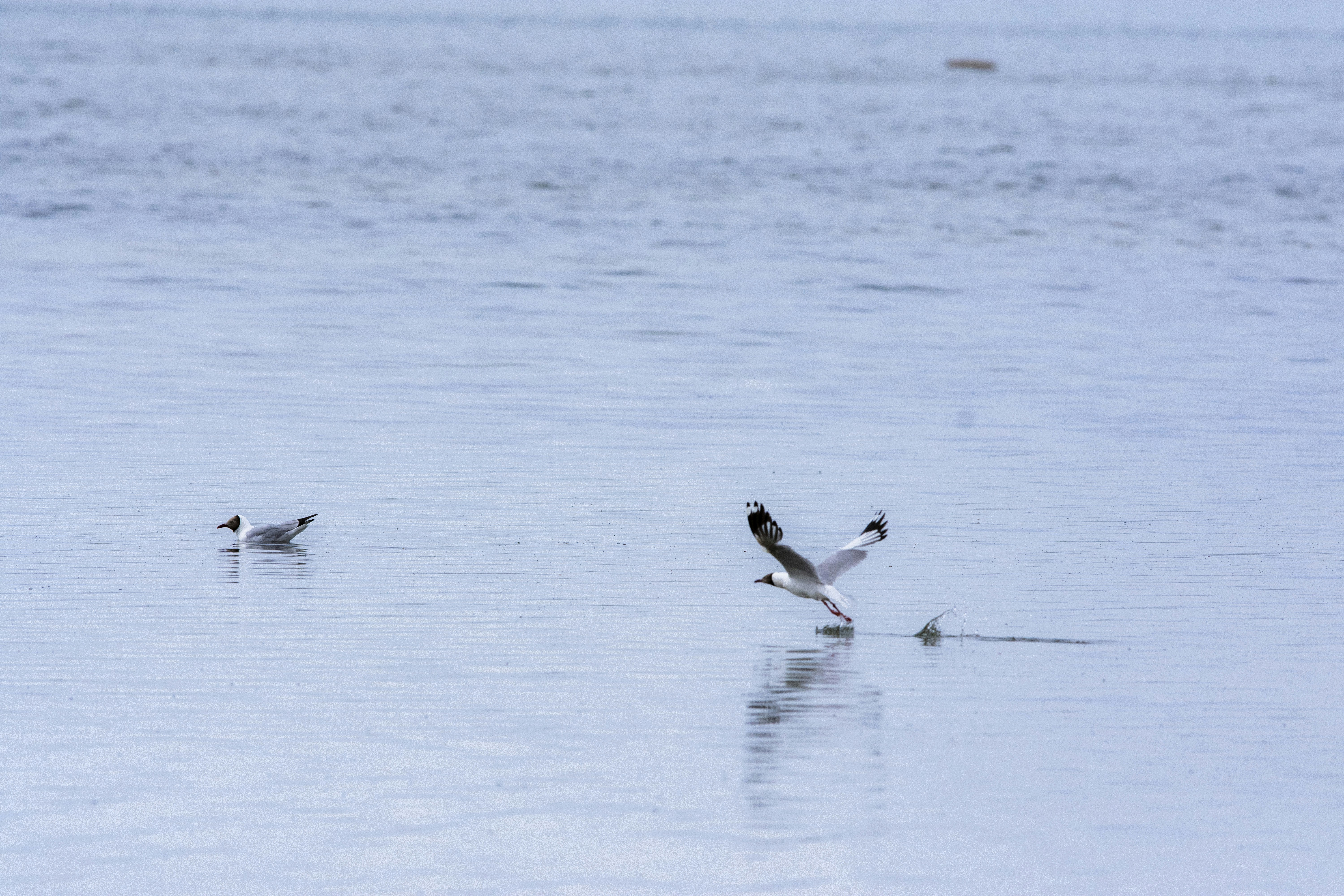 Photo by sakana_yoyo