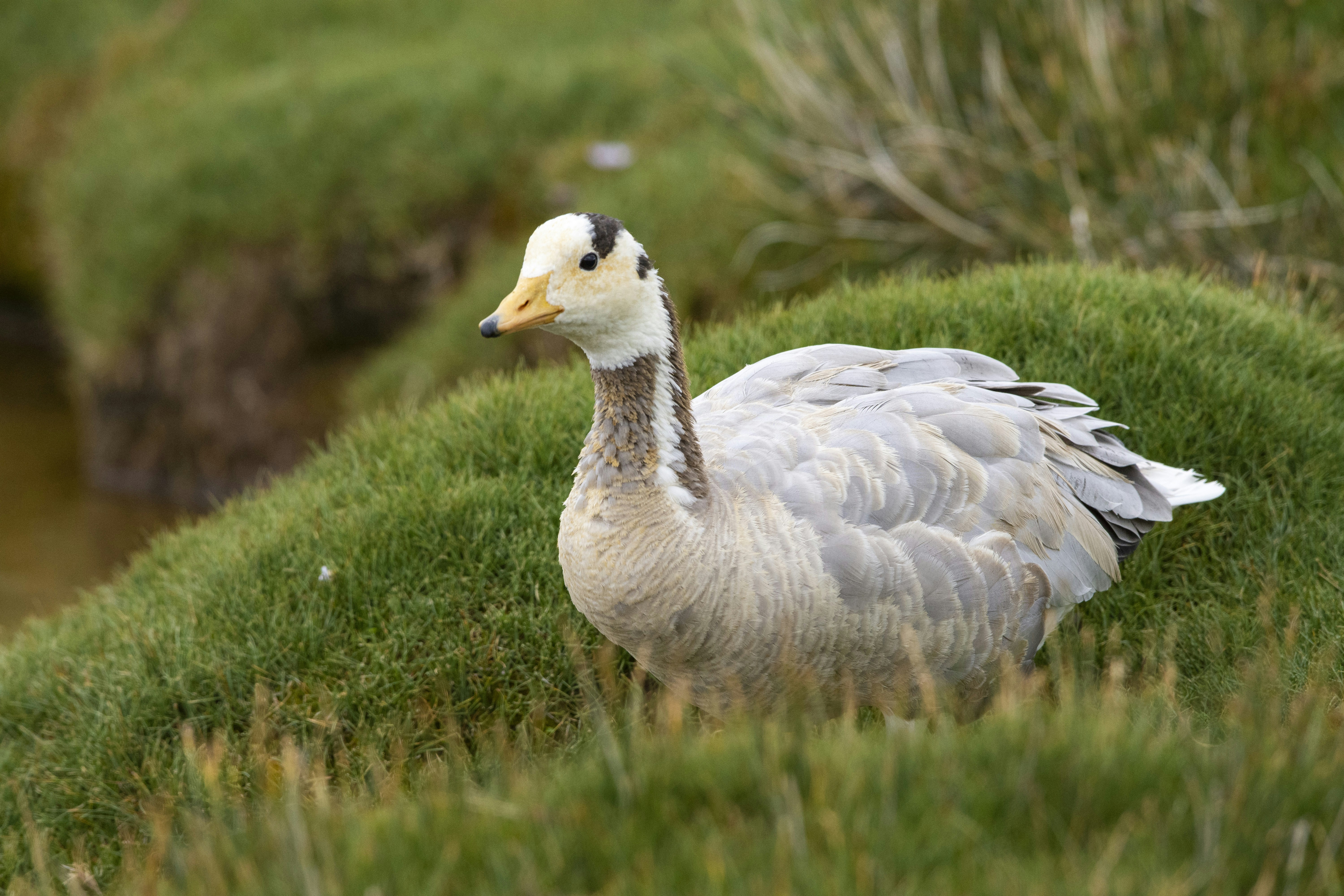 Photo by sakana_yoyo