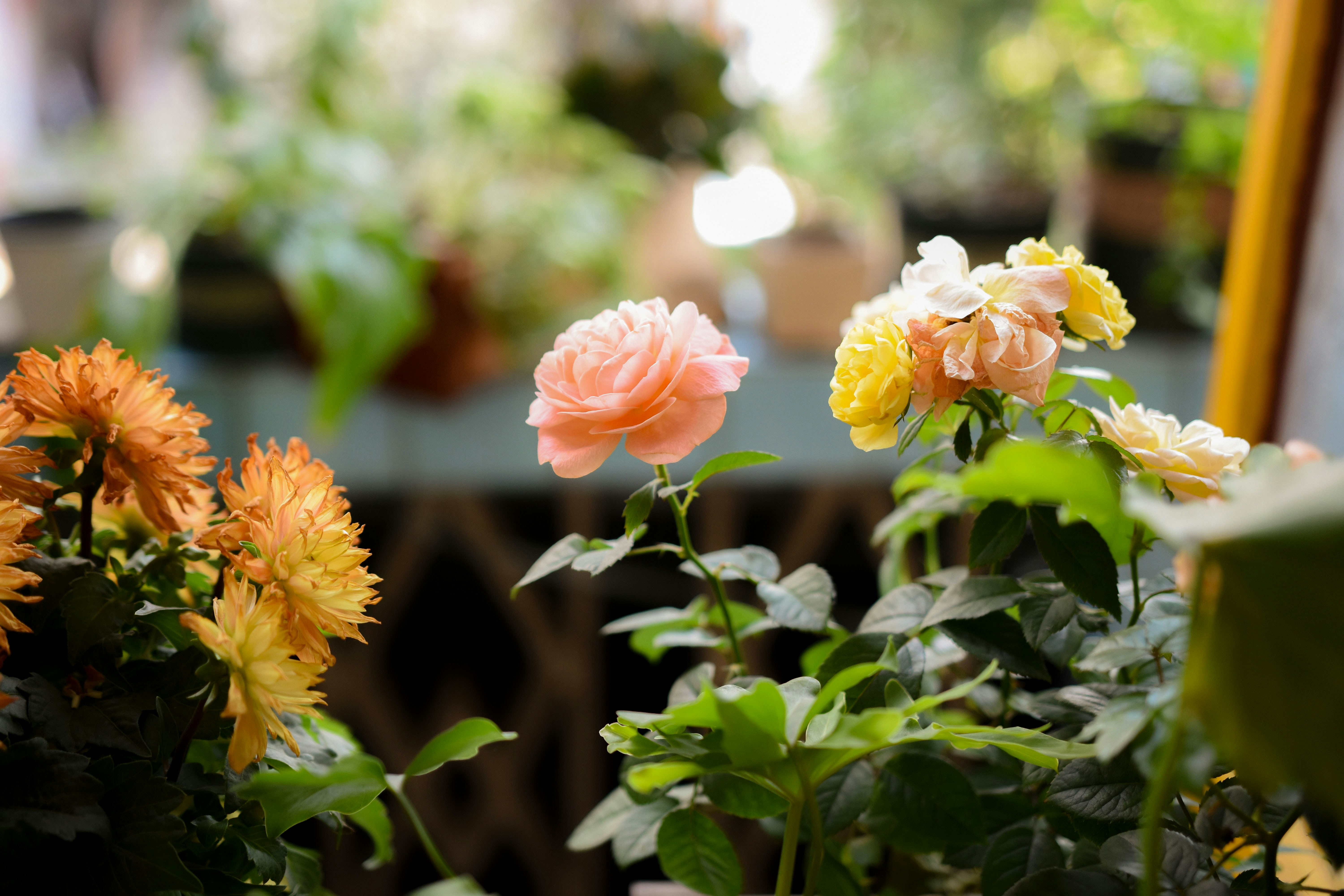 Photo by sakana_yoyo