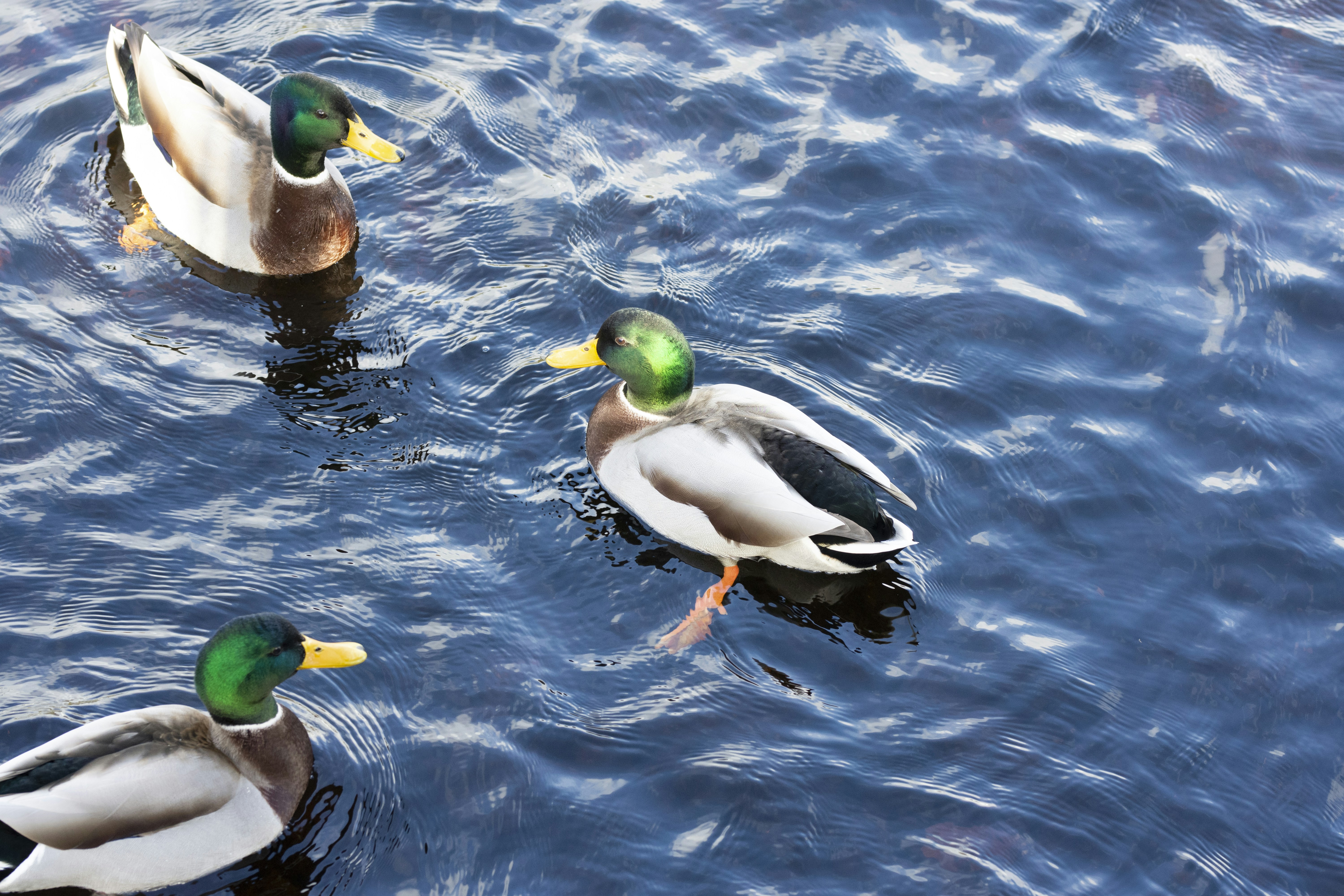 Photo by sakana_yoyo