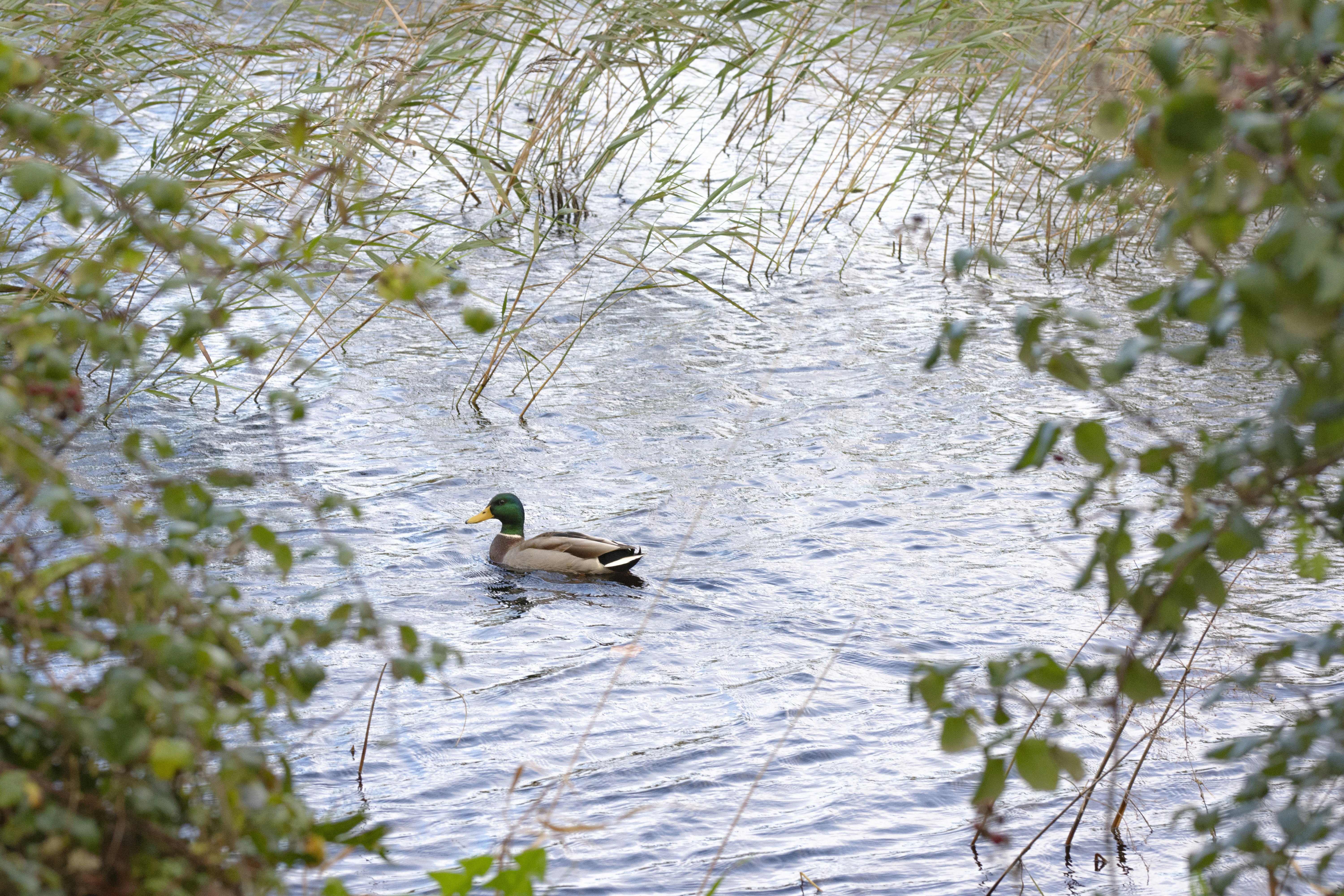 Photo by sakana_yoyo