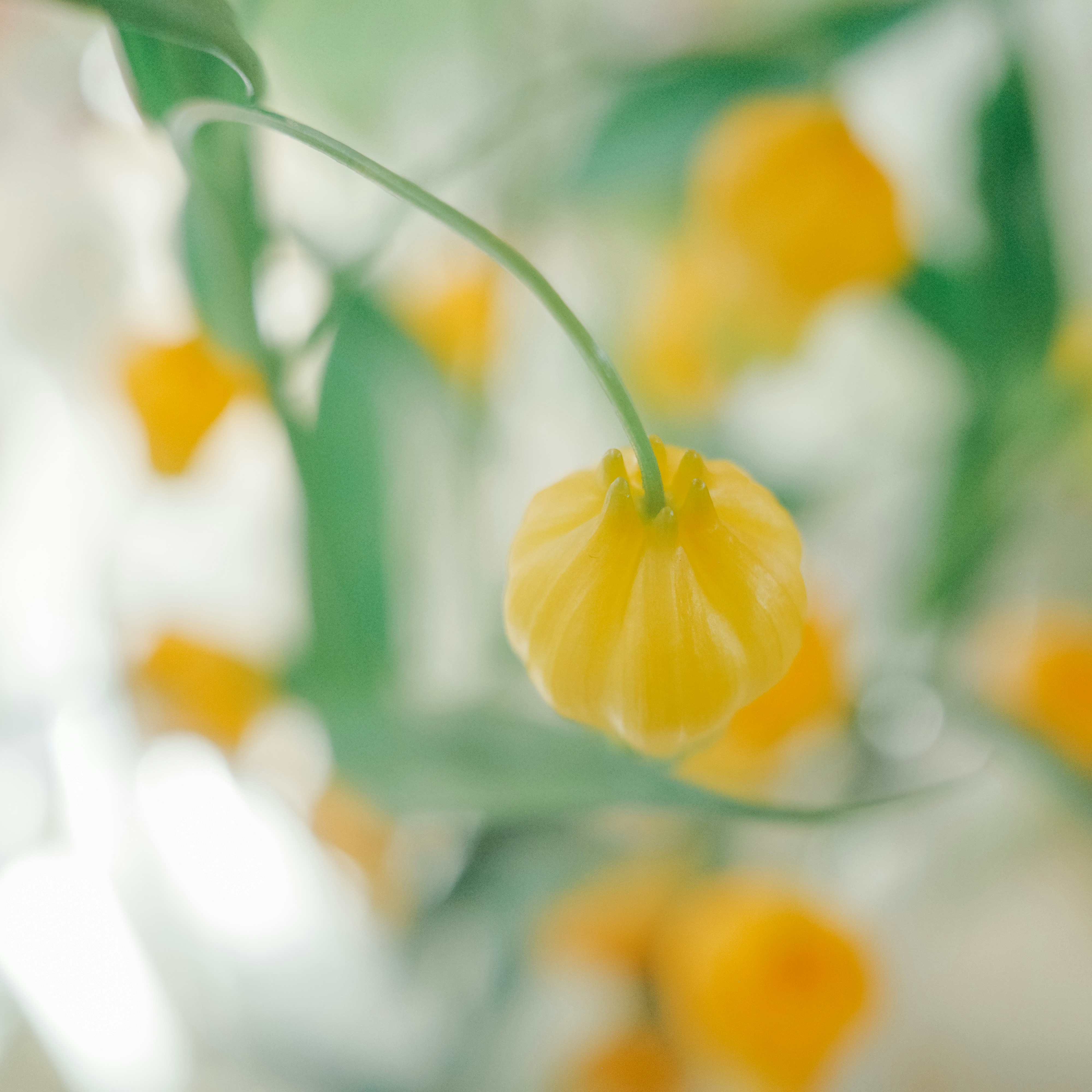 Photo by dickenslin76