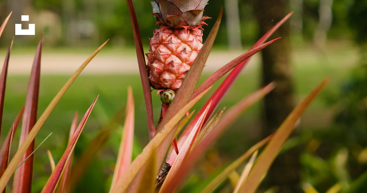 Una pequeña piña crece en una planta de hojas rojas. foto – Imagen de ...
