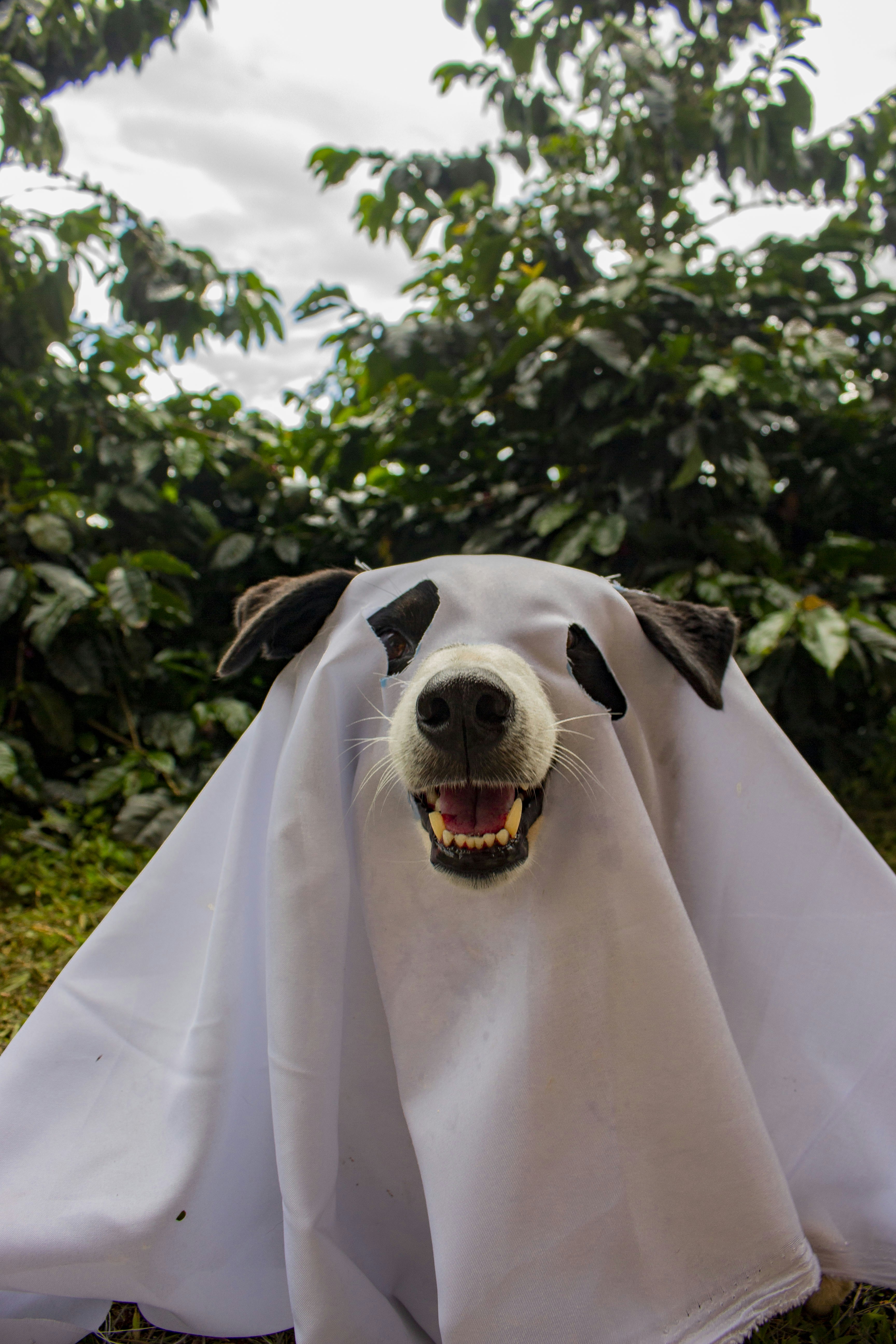 Dog wearing a white sheet as a ghost costume