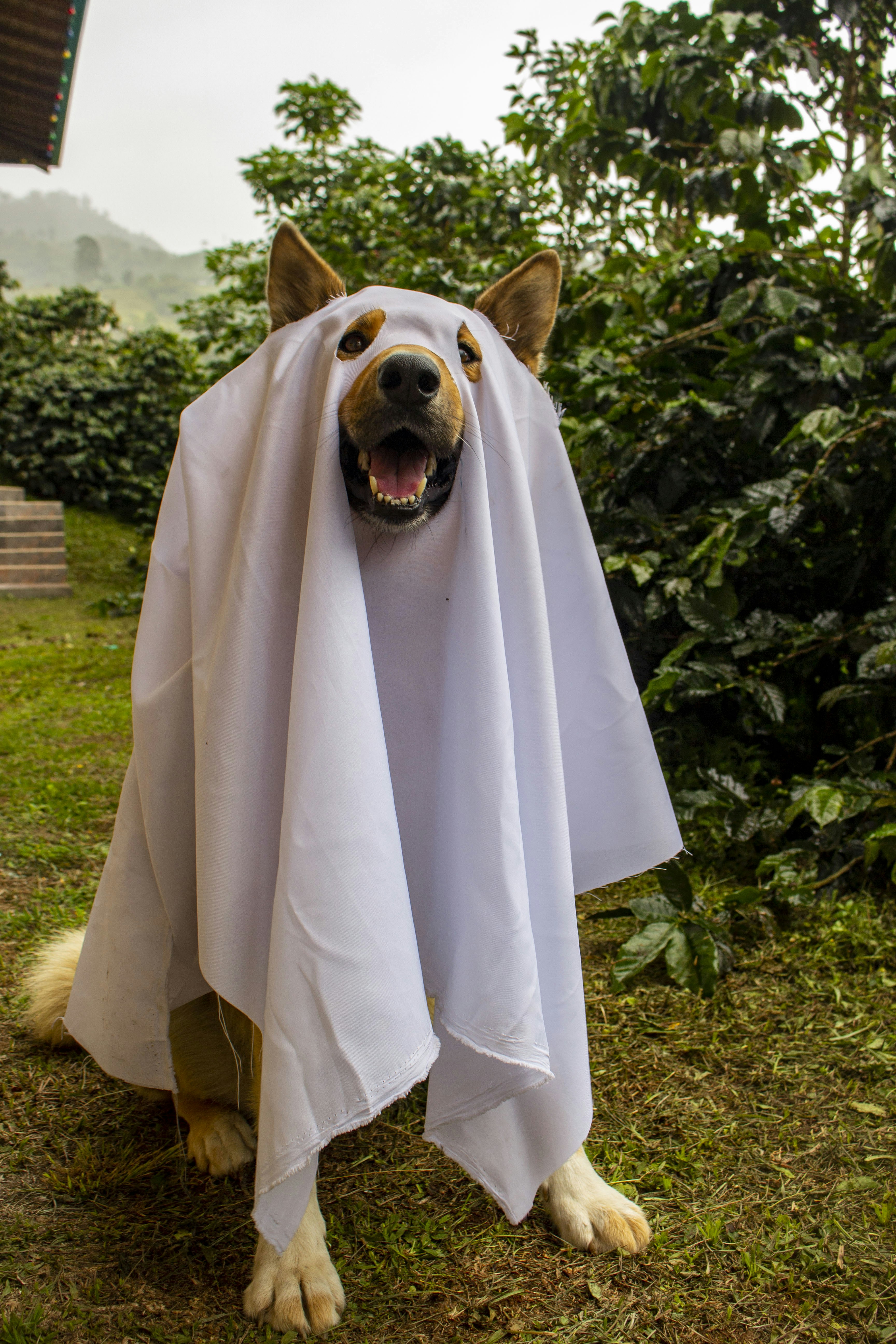A happy dog dressed as a ghost in the garden