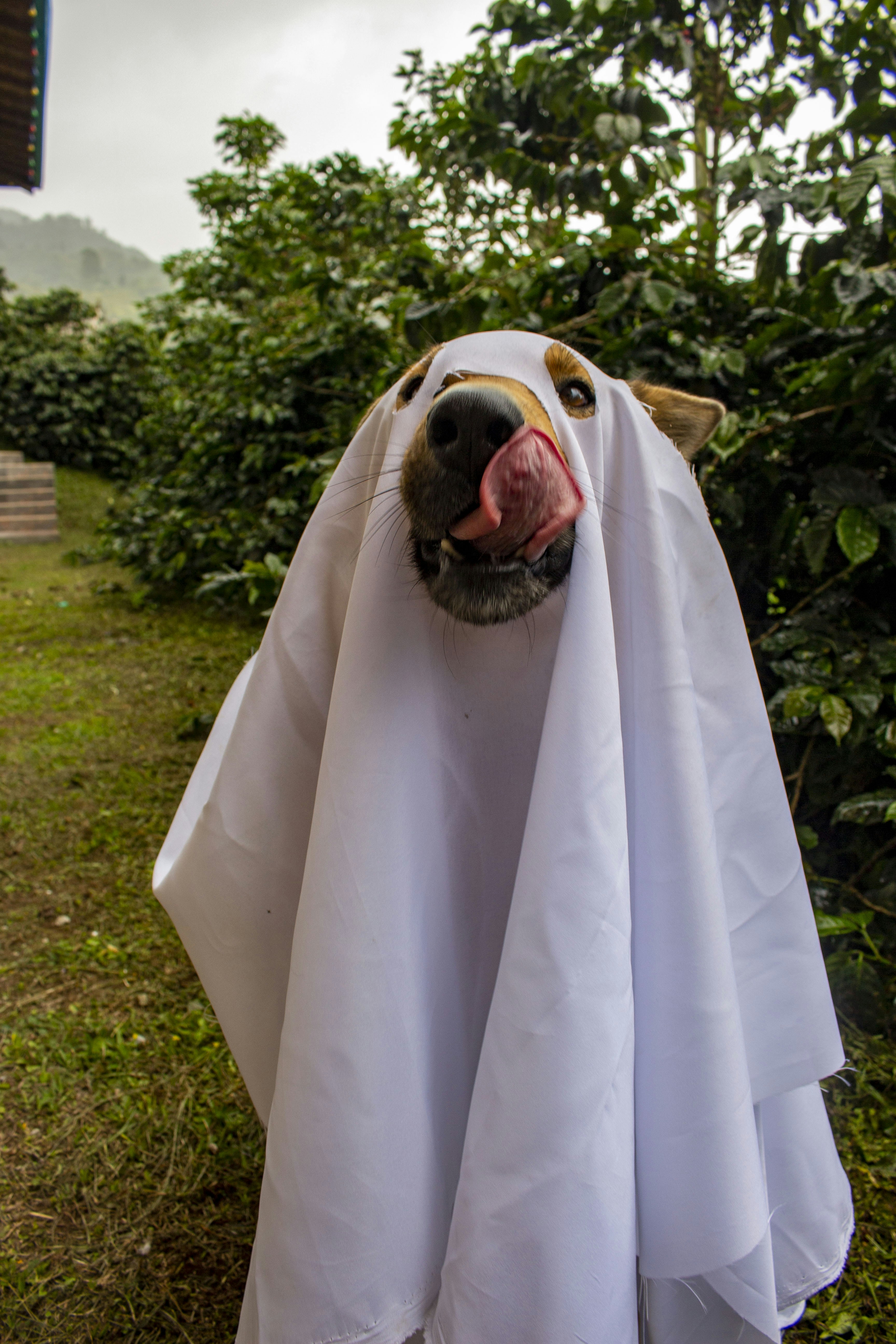 A dog wearing a white sheet like a ghost