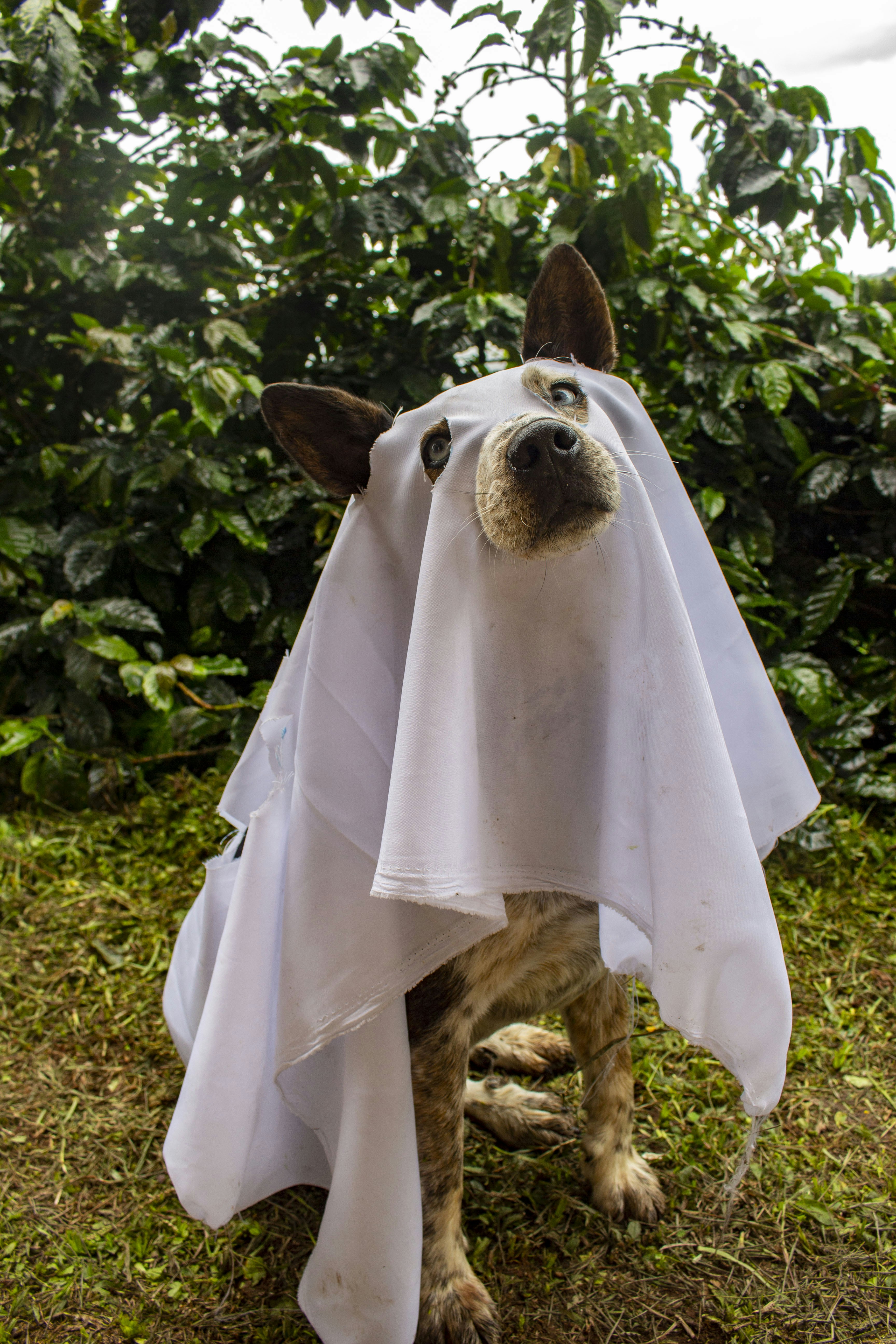 A dog dressed as a ghost outdoors.