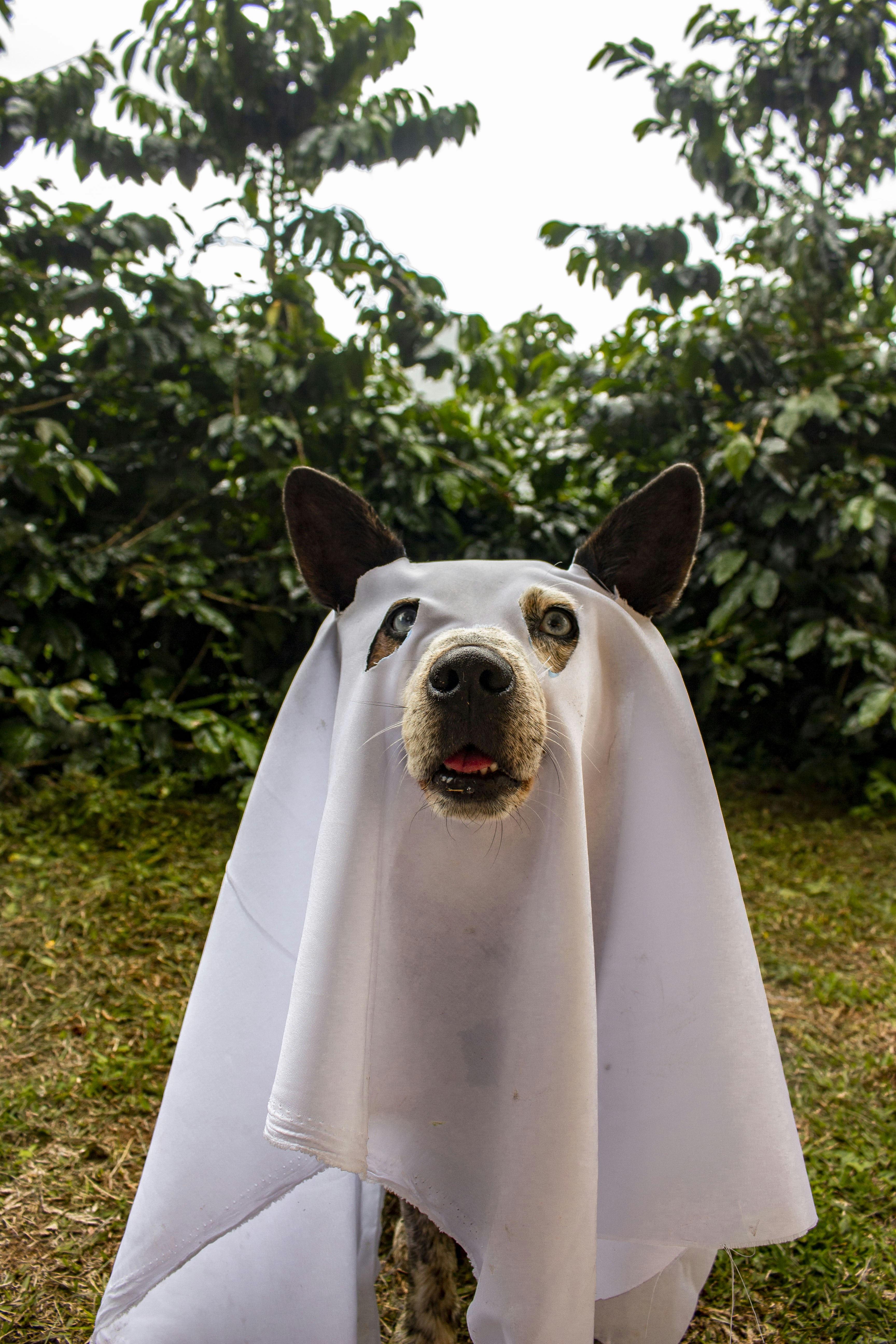 Dog wearing a white sheet as a ghost costume