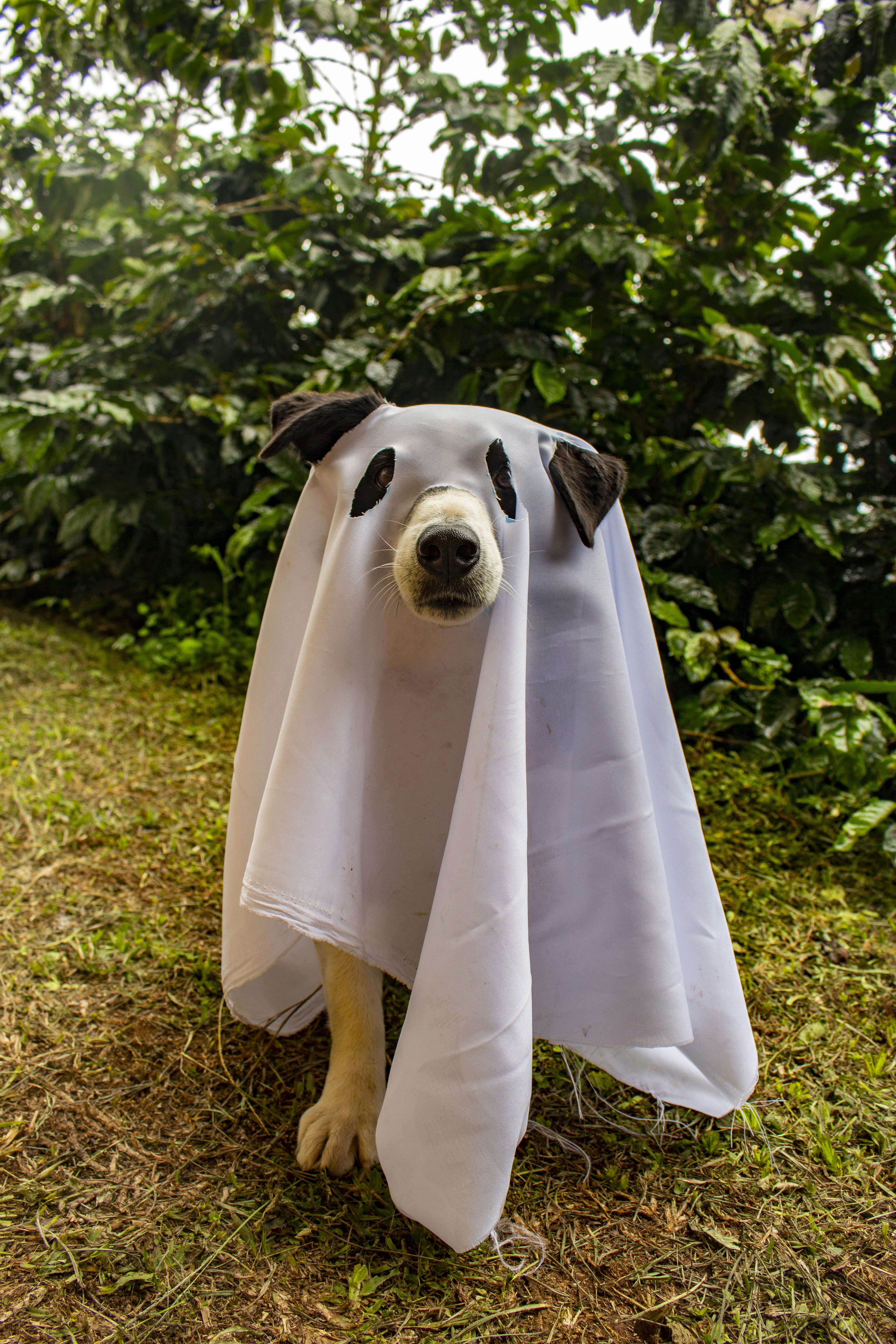 halloween puppy