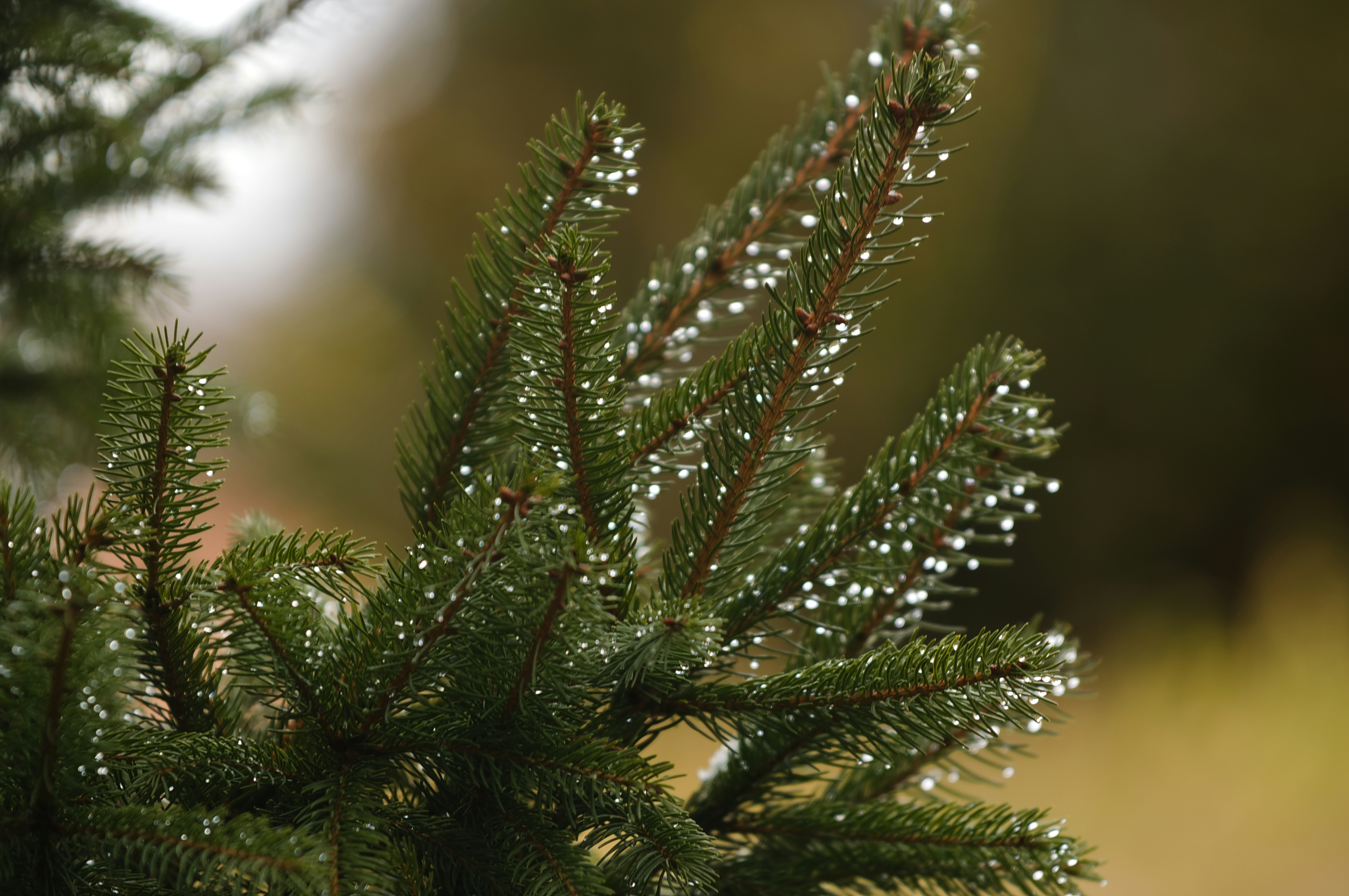 Primer plano de una rama de pino con gotas de agua.