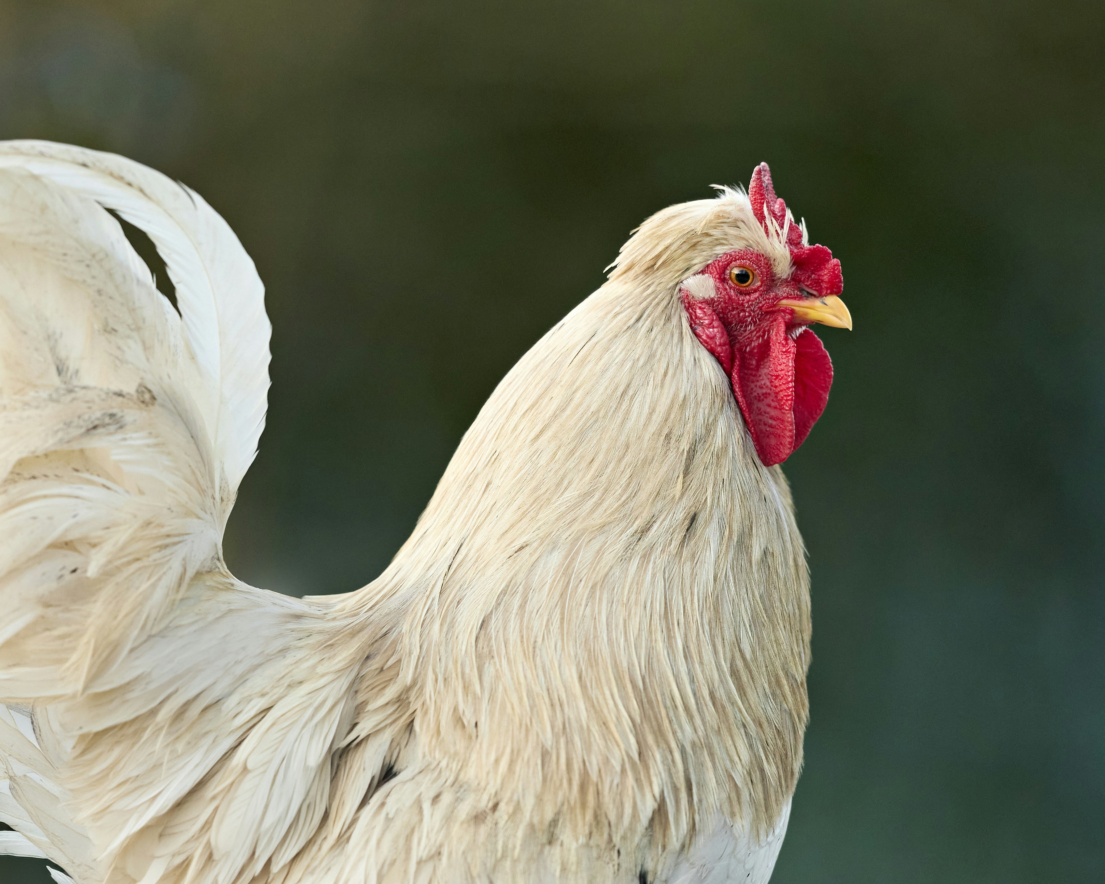 Photo by erwinbosman