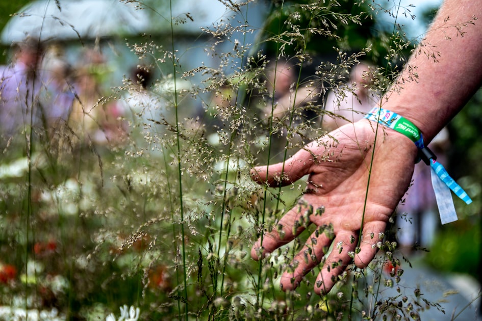 A hand reaching through tall grass and flowers