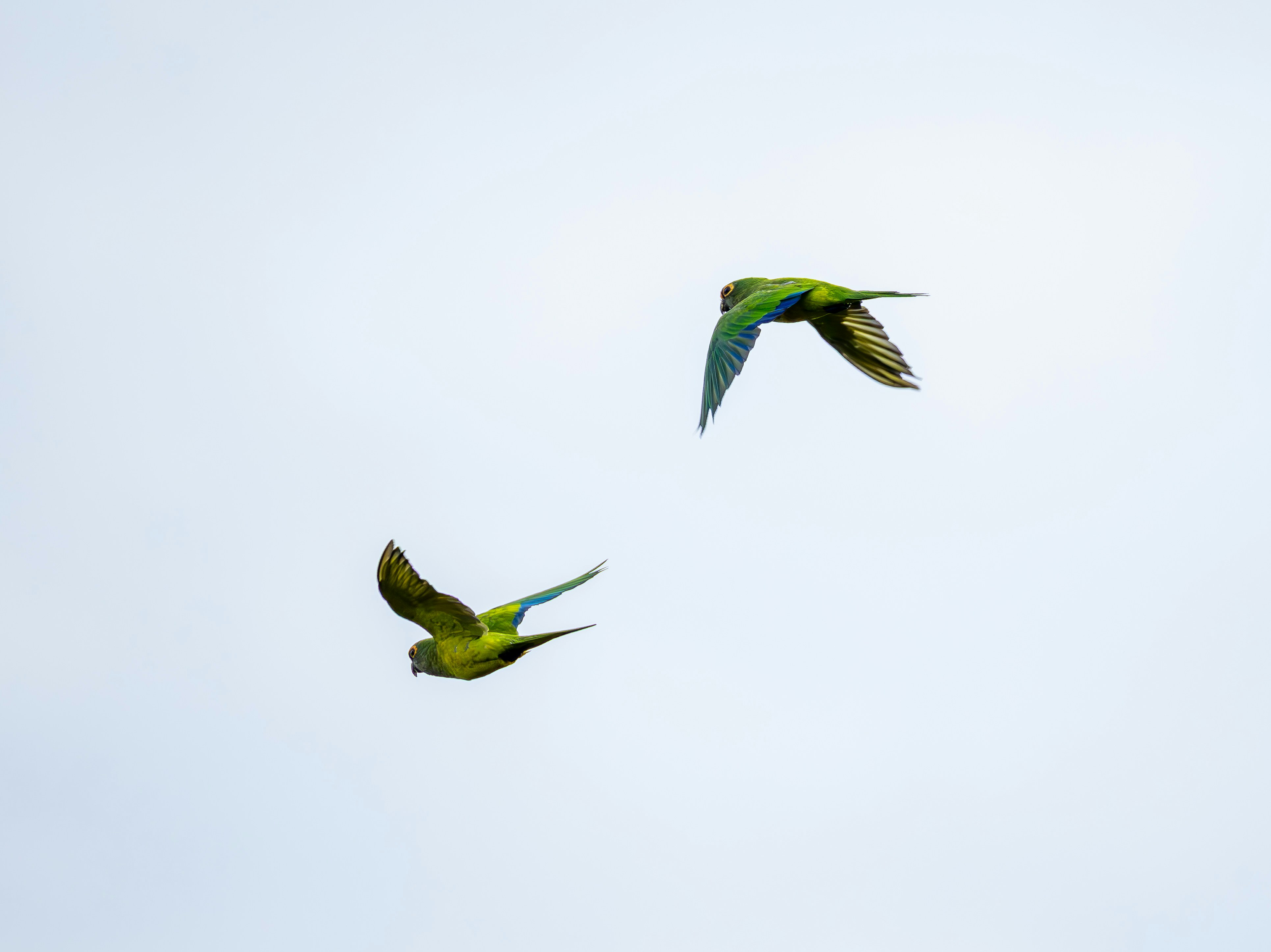 하늘을 나는 두 마리의 초록 앵무새