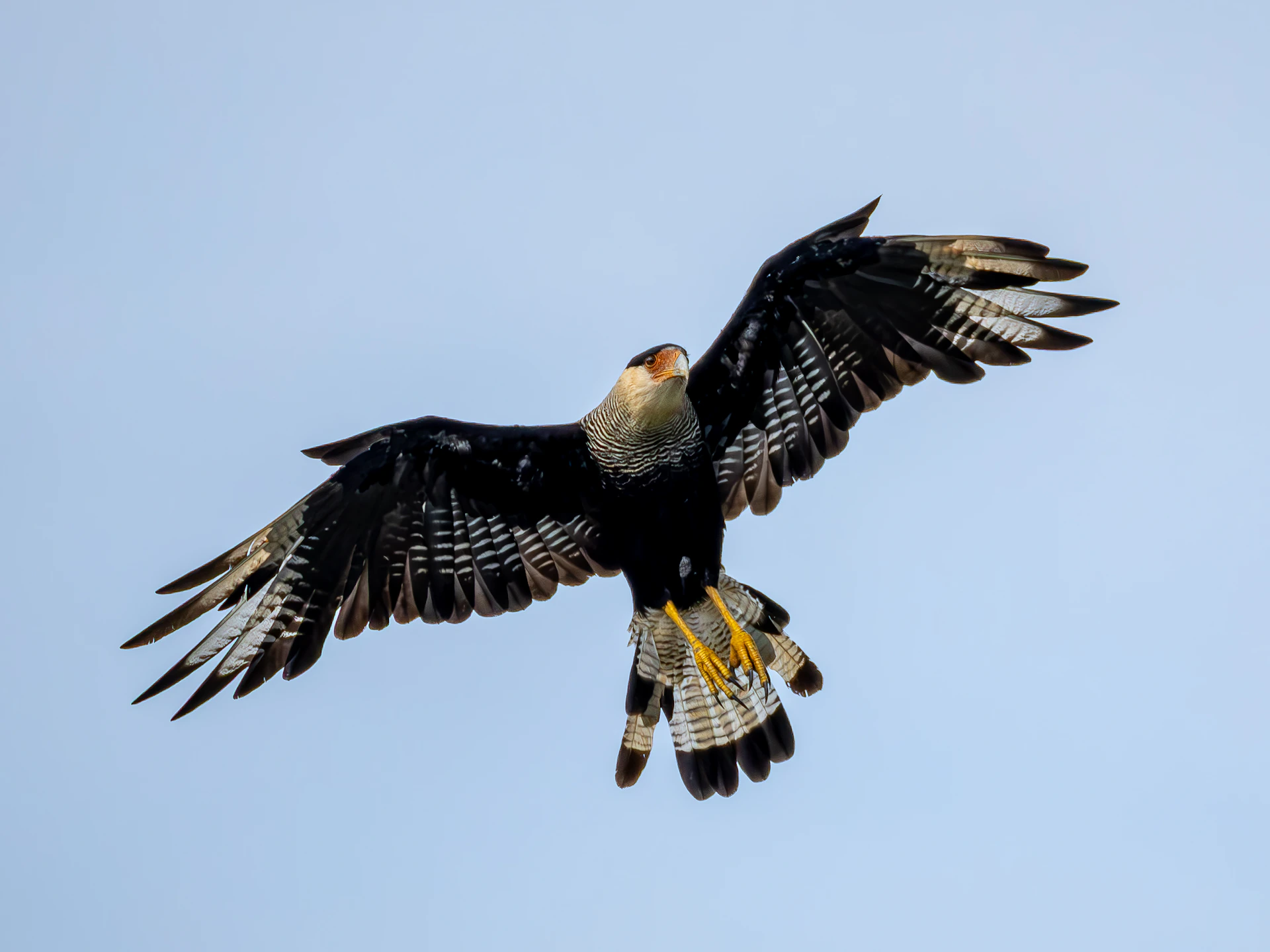 A crested caracara bird in flight against a clear sky.