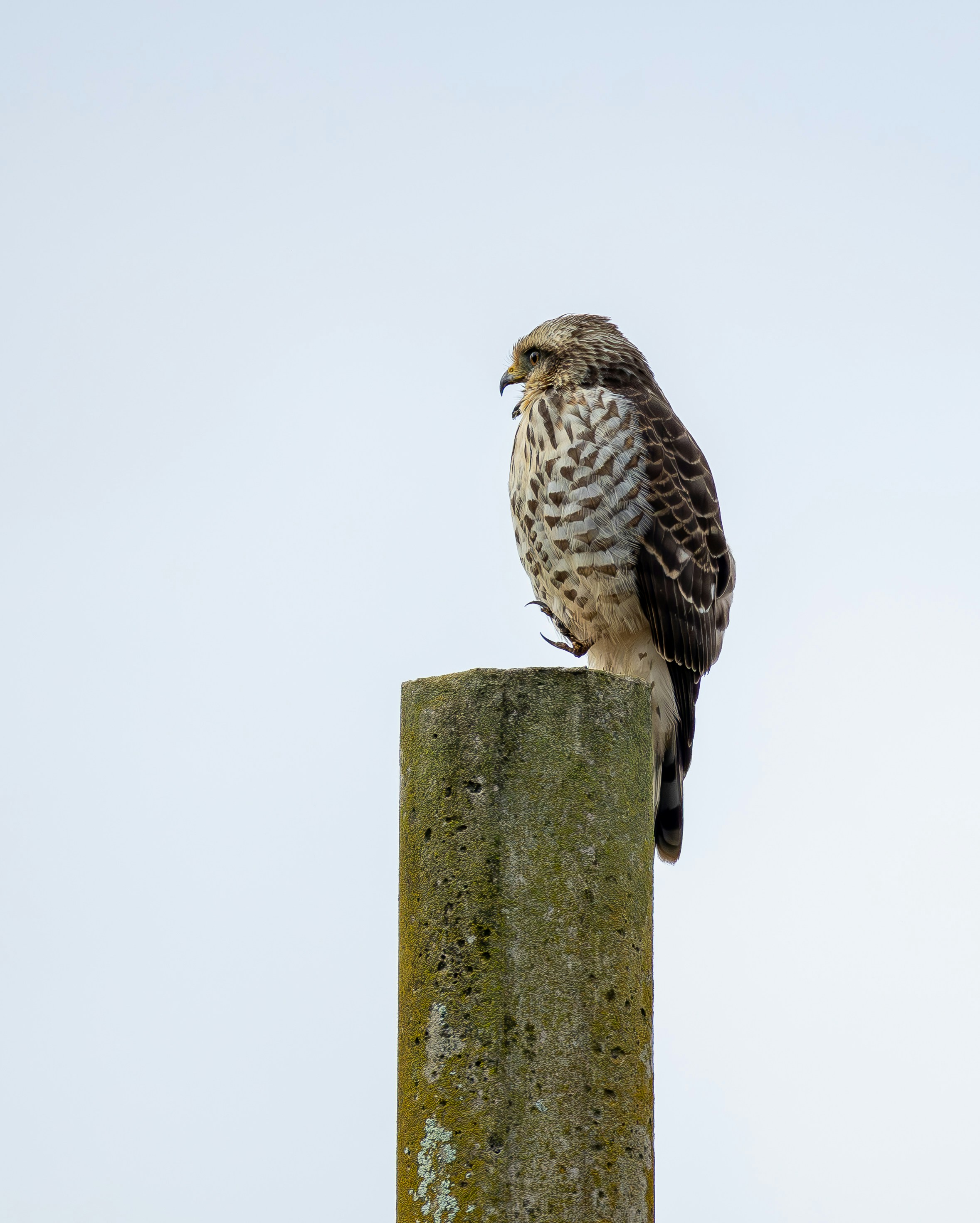 Photo by matheuskprot