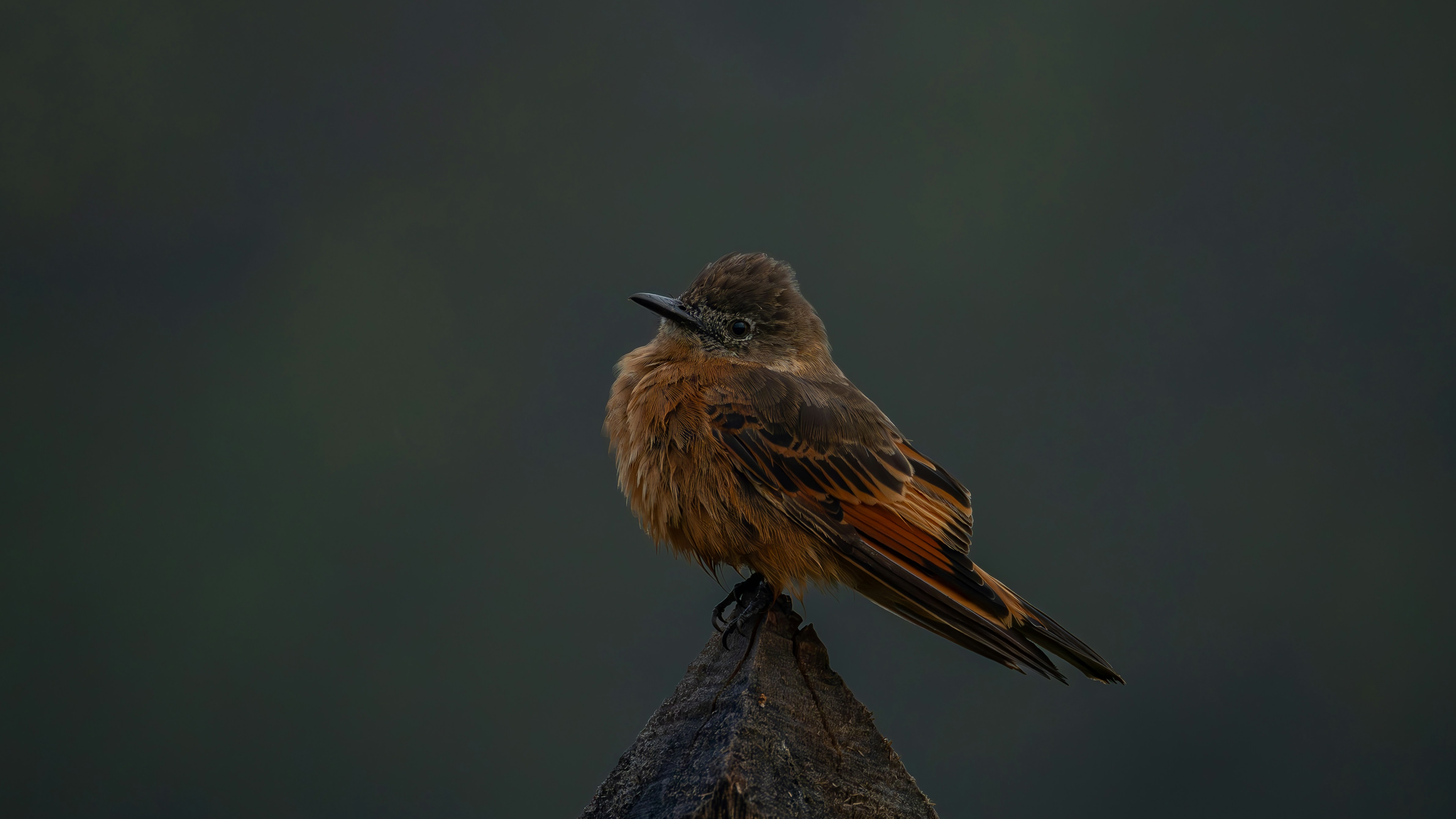 작은 갈색 새 한 마리가 나무 기둥 위에 앉아 있었다.