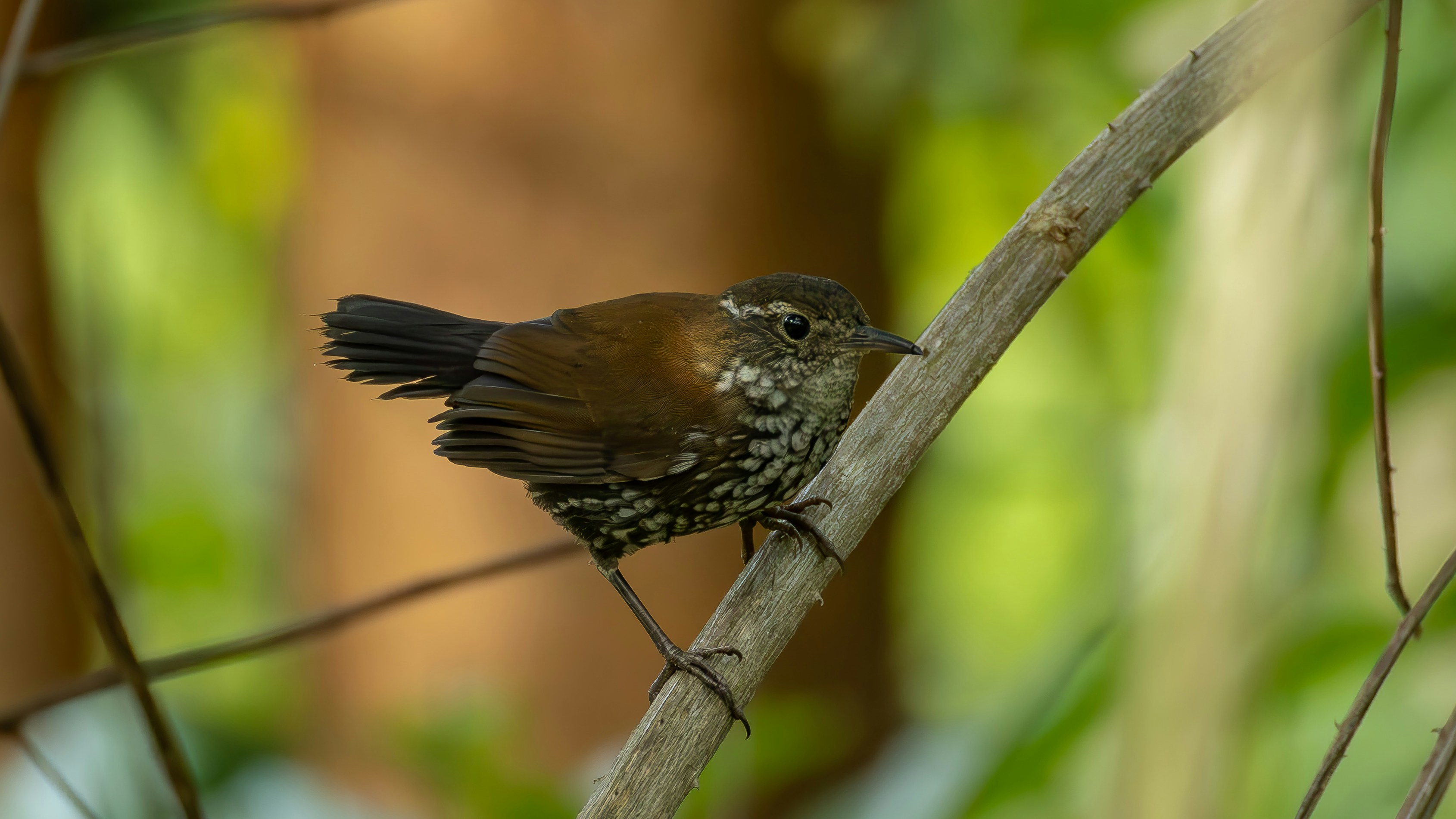 Photo by matheuskprot