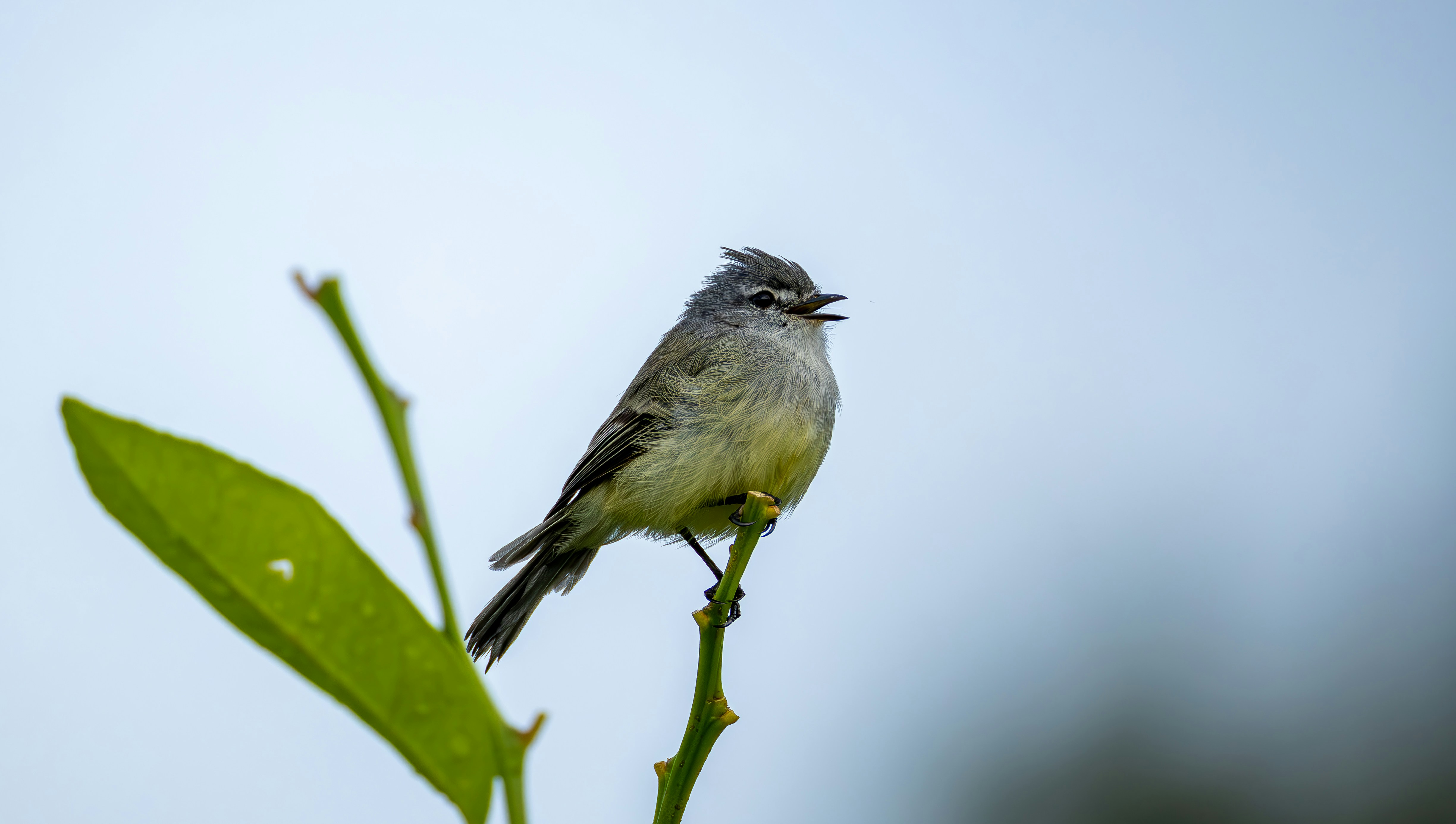 Photo by matheuskprot