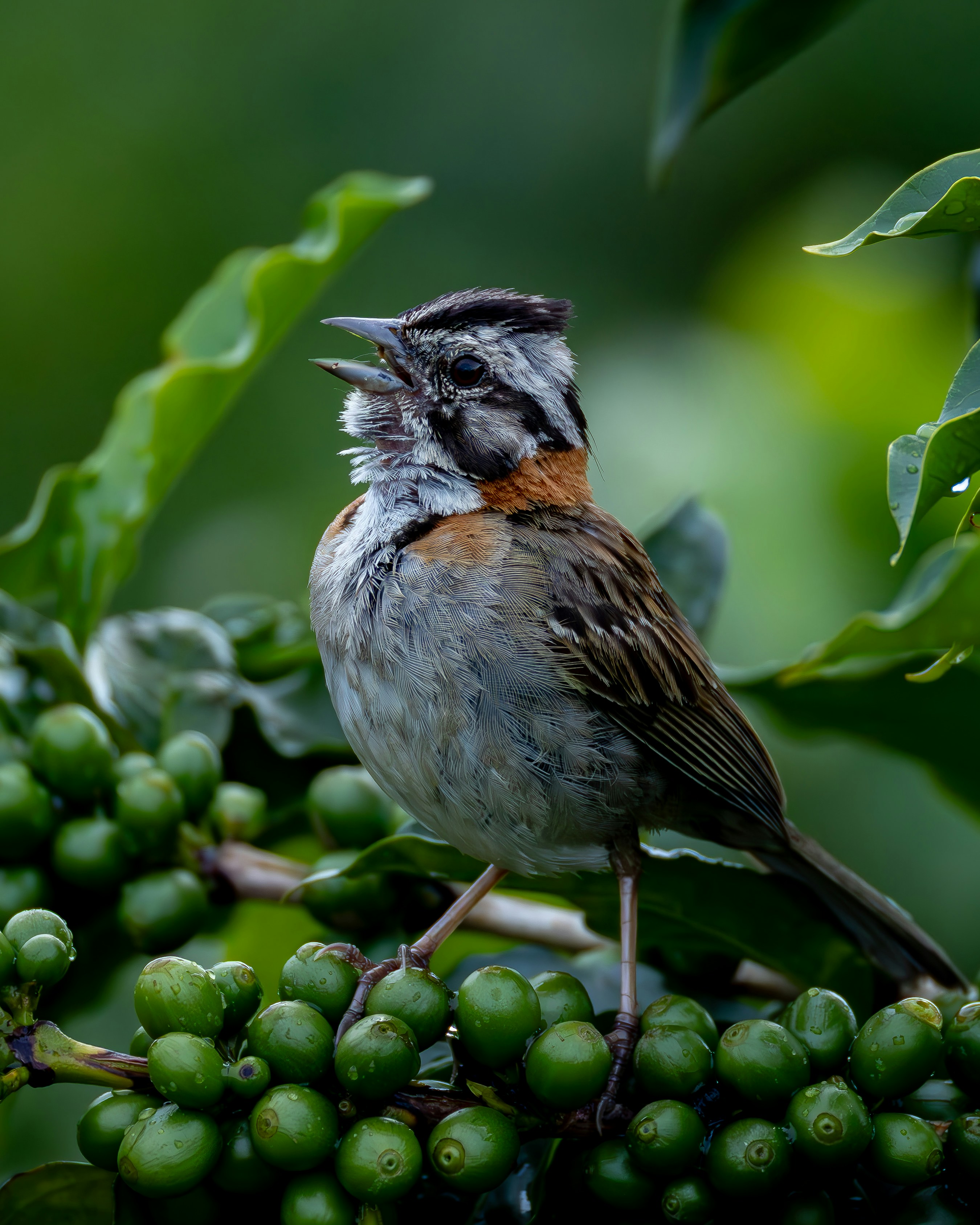 초록 열매가 달린 가지 위에서 노래하는 새.