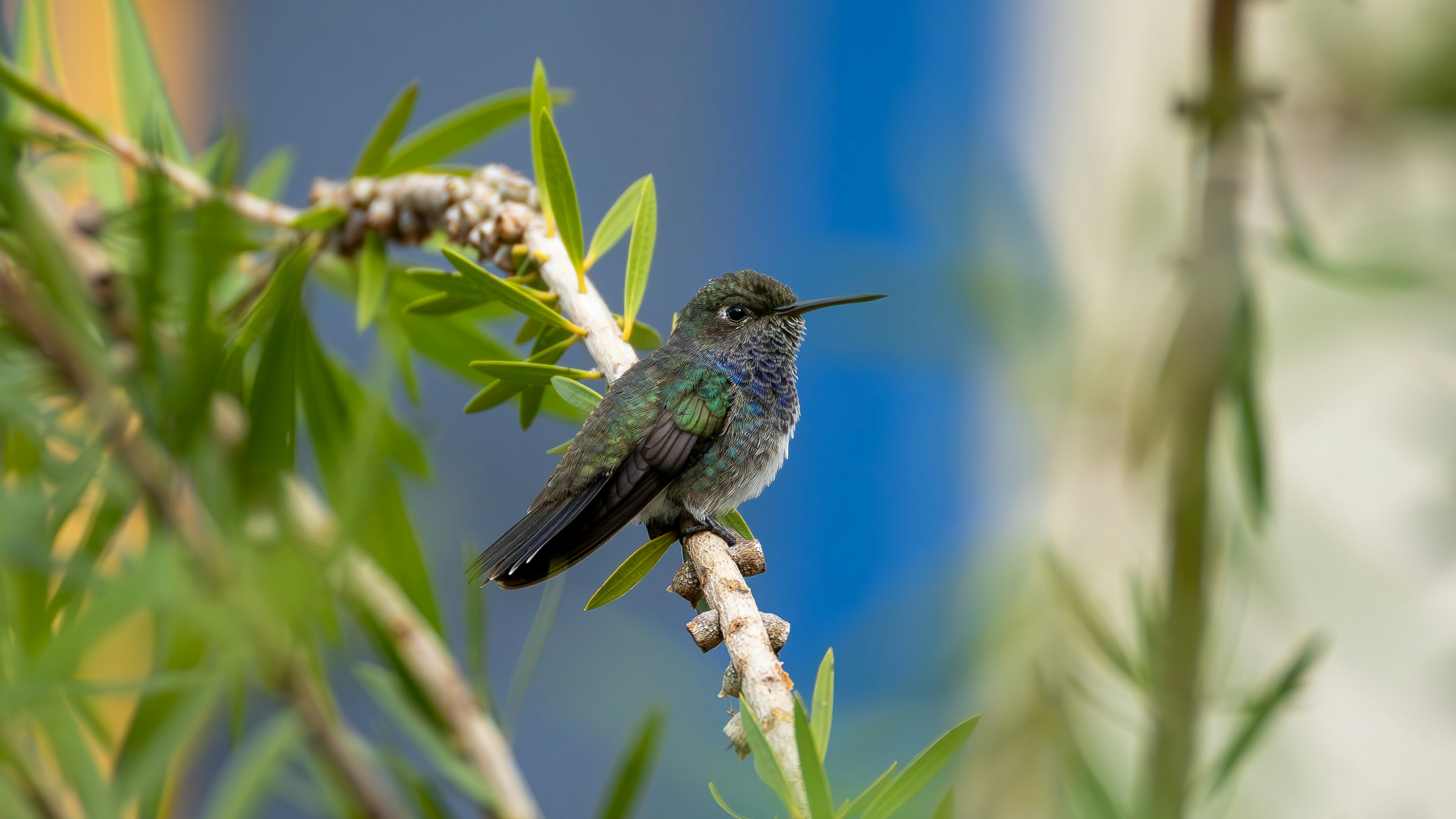 Photo by matheuskprot