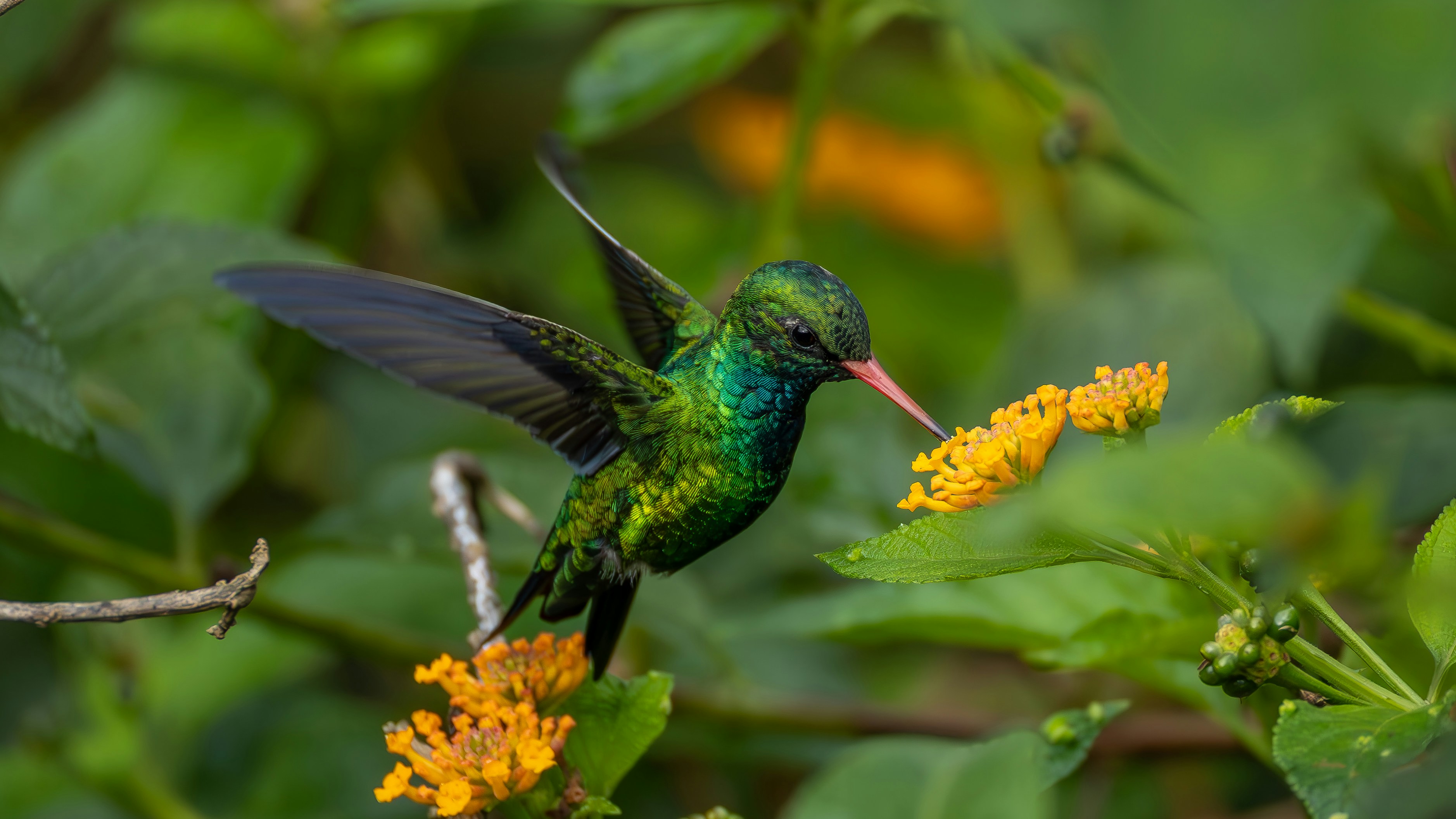 노란 꽃을 먹는 생기 넘치는 초록색 벌새.