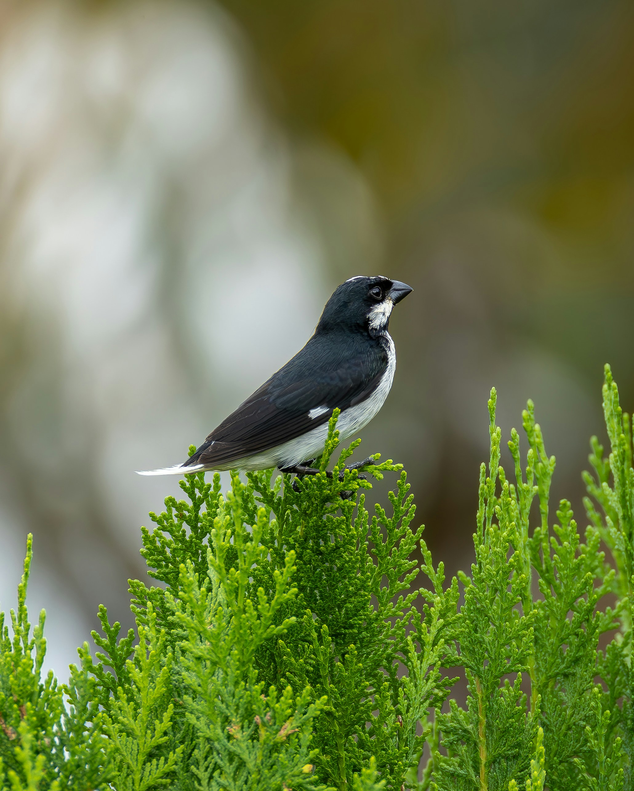 초록 덤불 위에 앉아 있는 흑백 새.