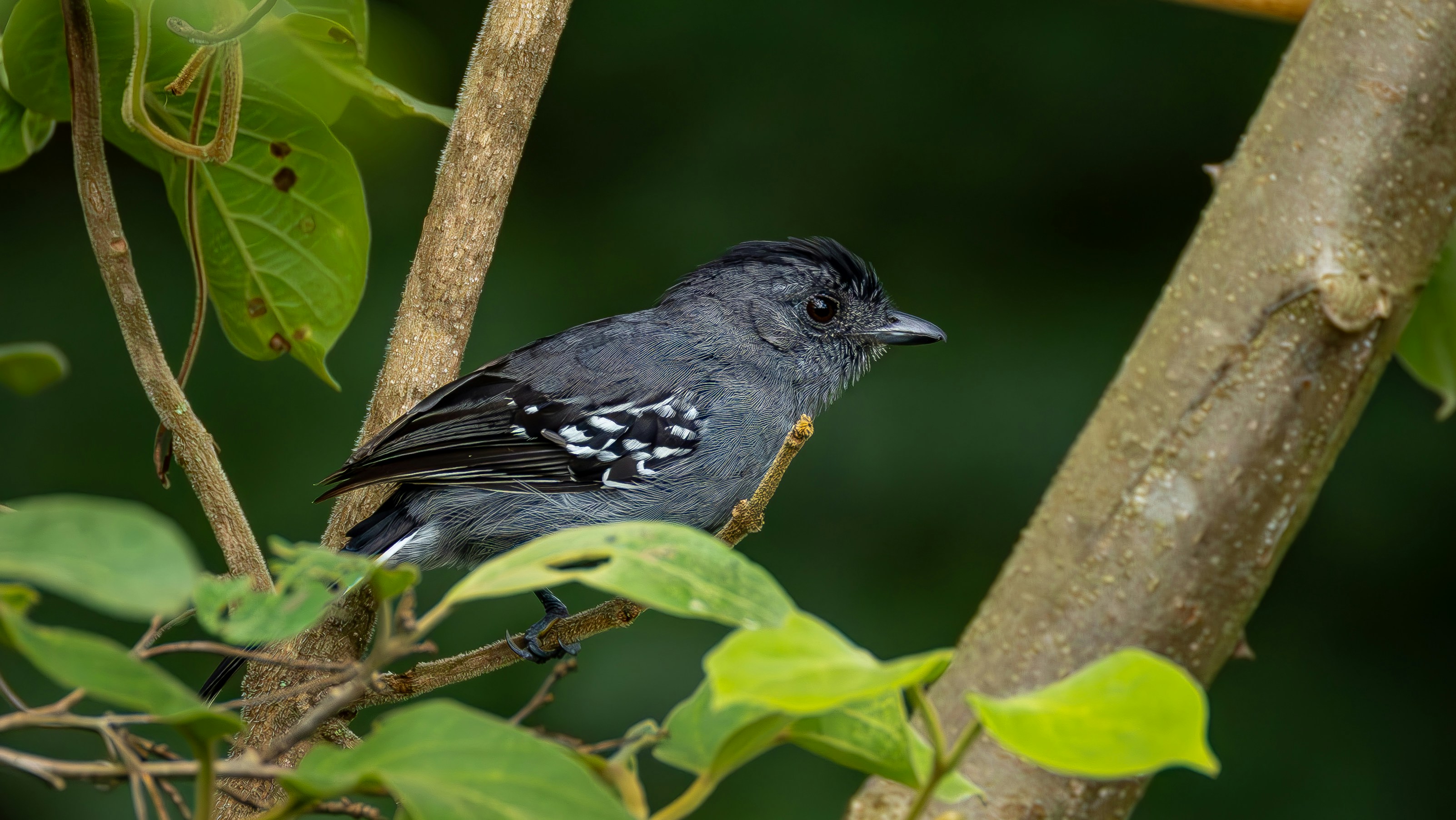 작은 회색 새가 나뭇가지에 앉아 있었다.