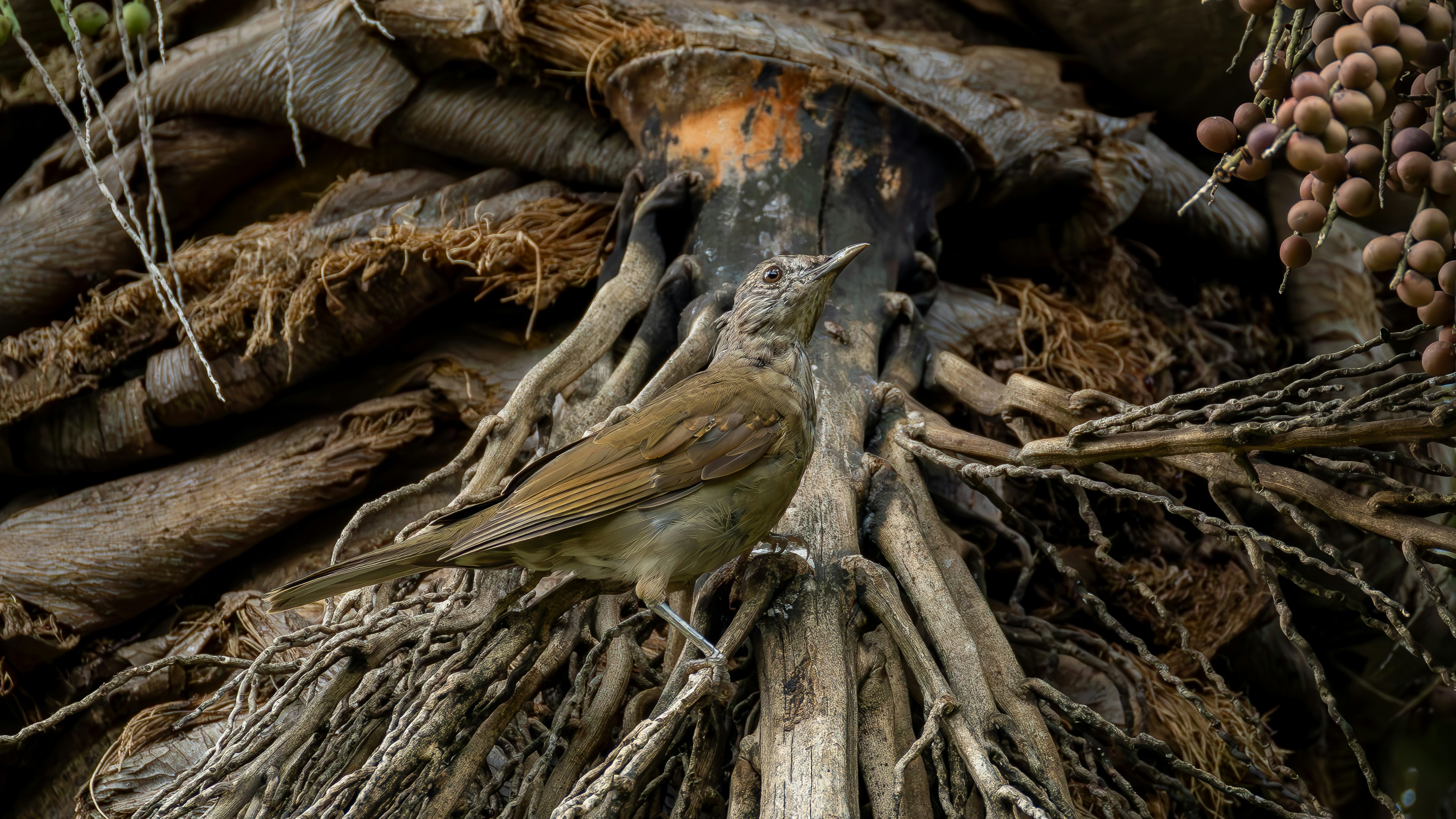 작은 새가 노출된 나무 뿌리 위에 앉아 있다