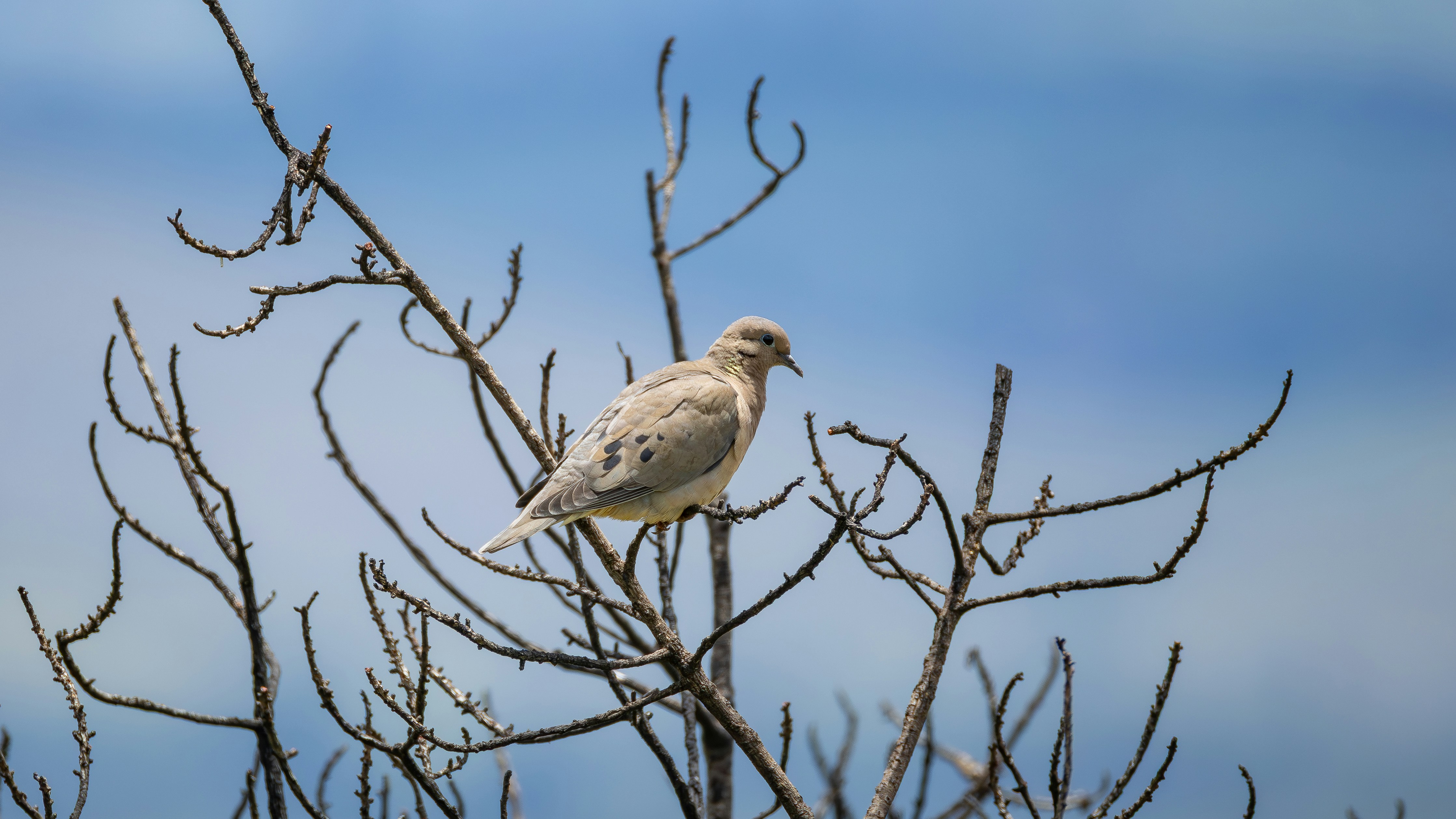 맨 나뭇가지 위에 앉아 있는 비둘기