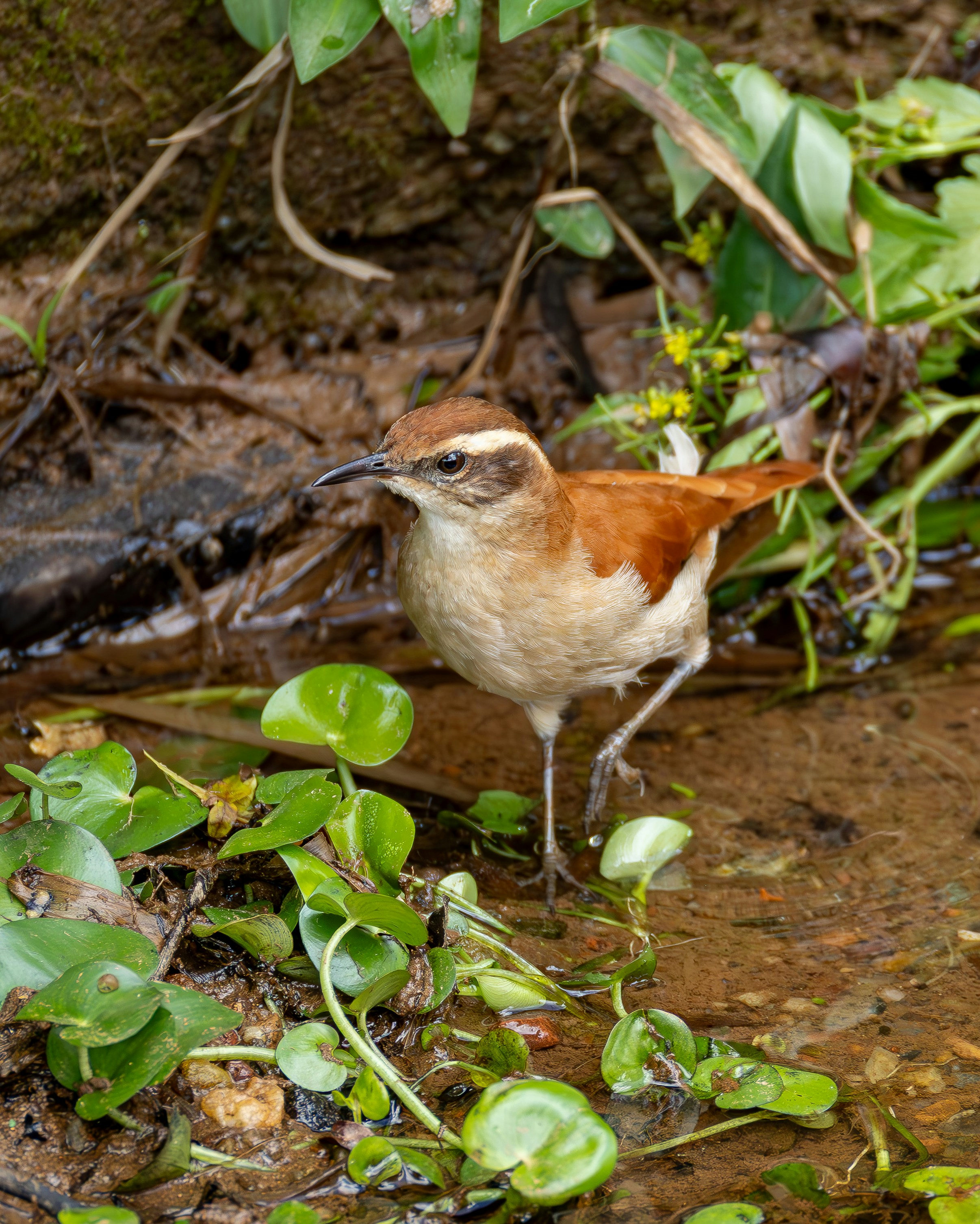 흰 무늬가 있는 갈색 새가 물 근처에 서 있다.