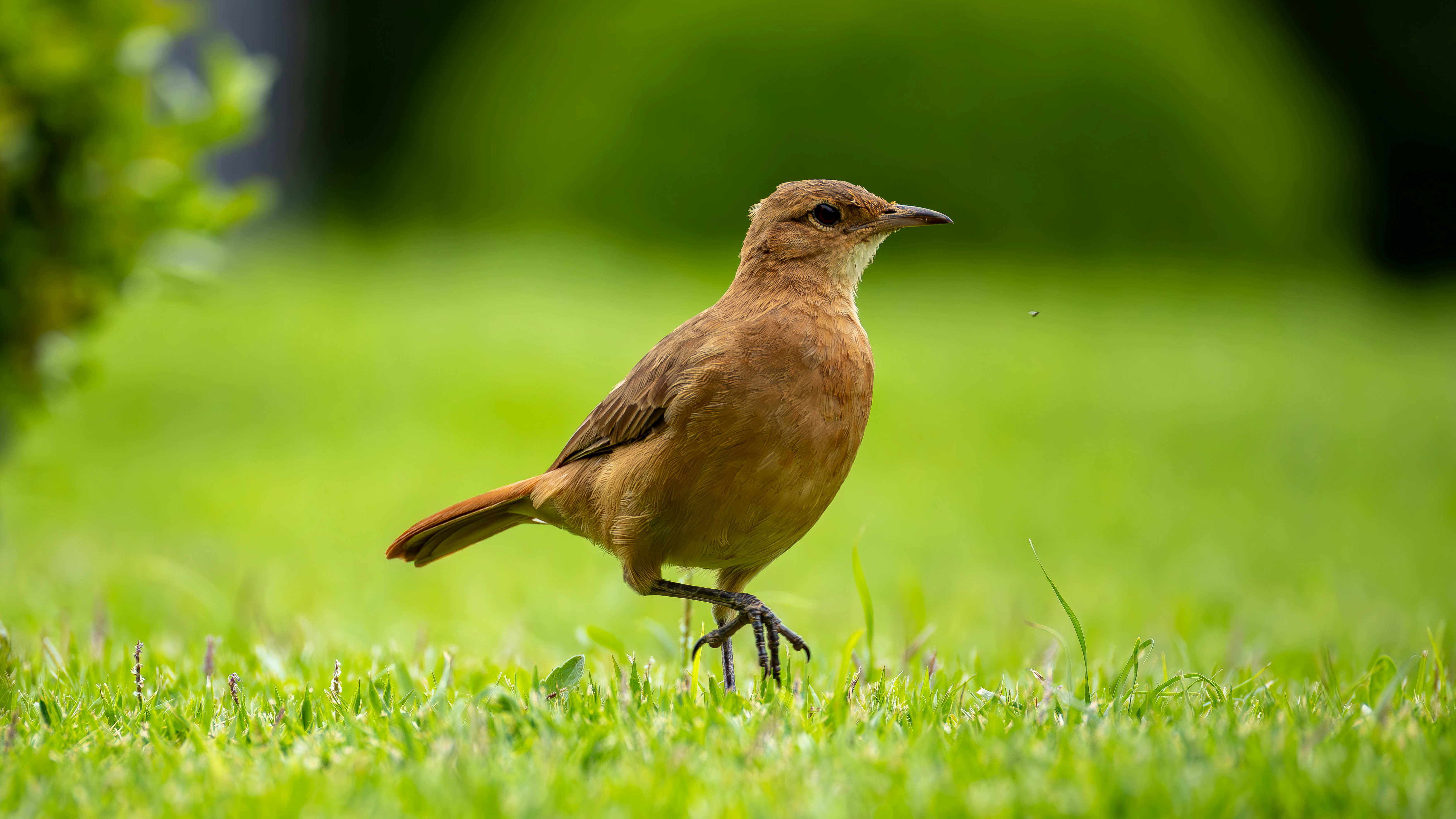 Photo by matheuskprot