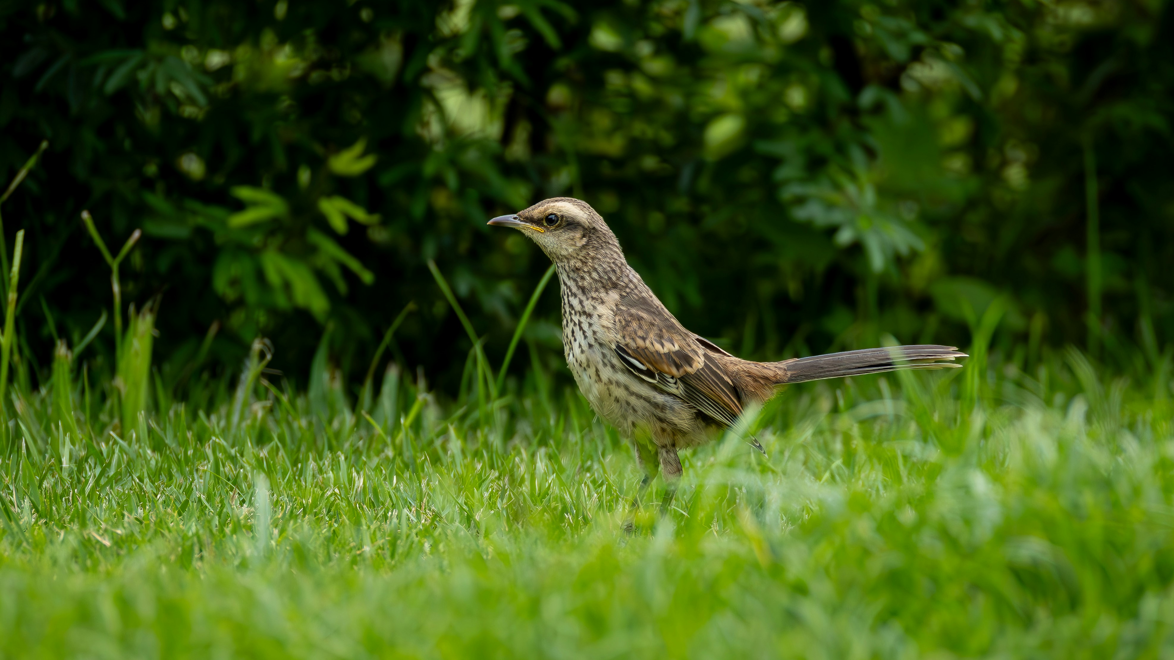 Photo by matheuskprot