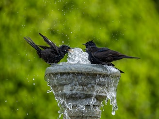 Две черни птици игриво се плискат в градински фонтан, наслаждавайки се на слънчева дневна баня.