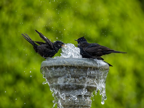 Две черни птици игриво се плискат в градински фонтан, наслаждавайки се на слънчева дневна баня.