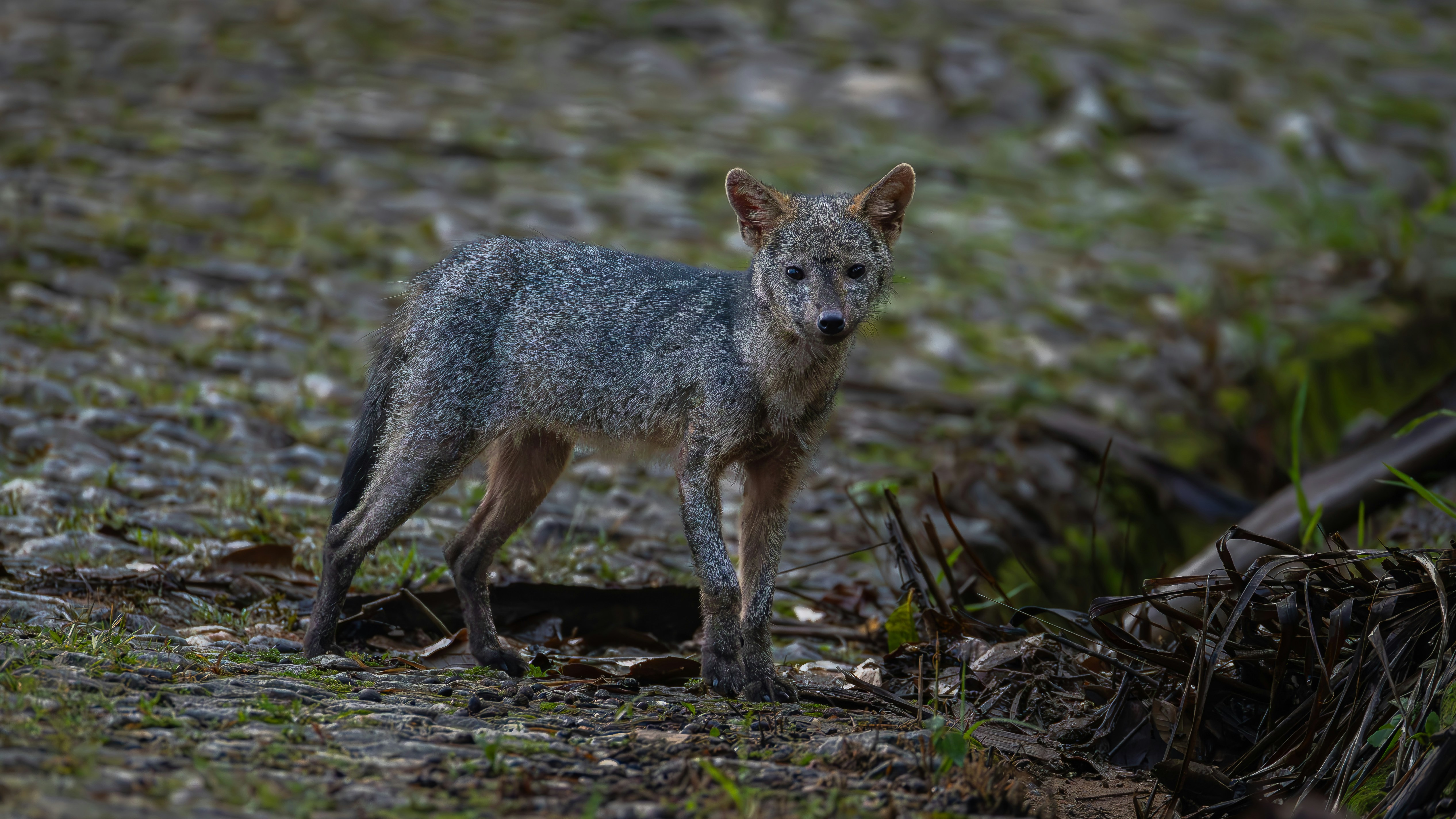 회색 여우가 숲 바닥에 서 있다.