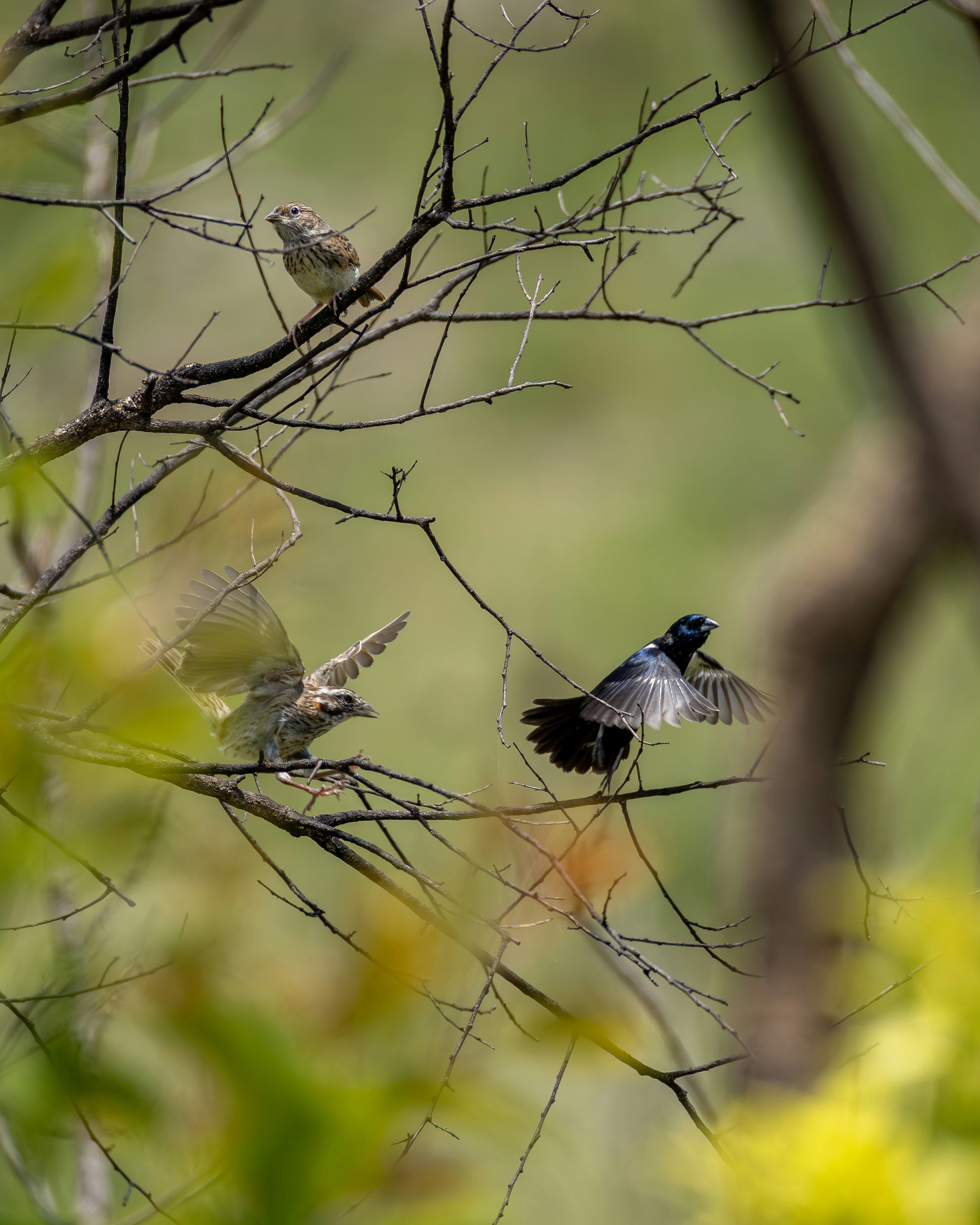 Three birds perched on tree branches with one taking flight