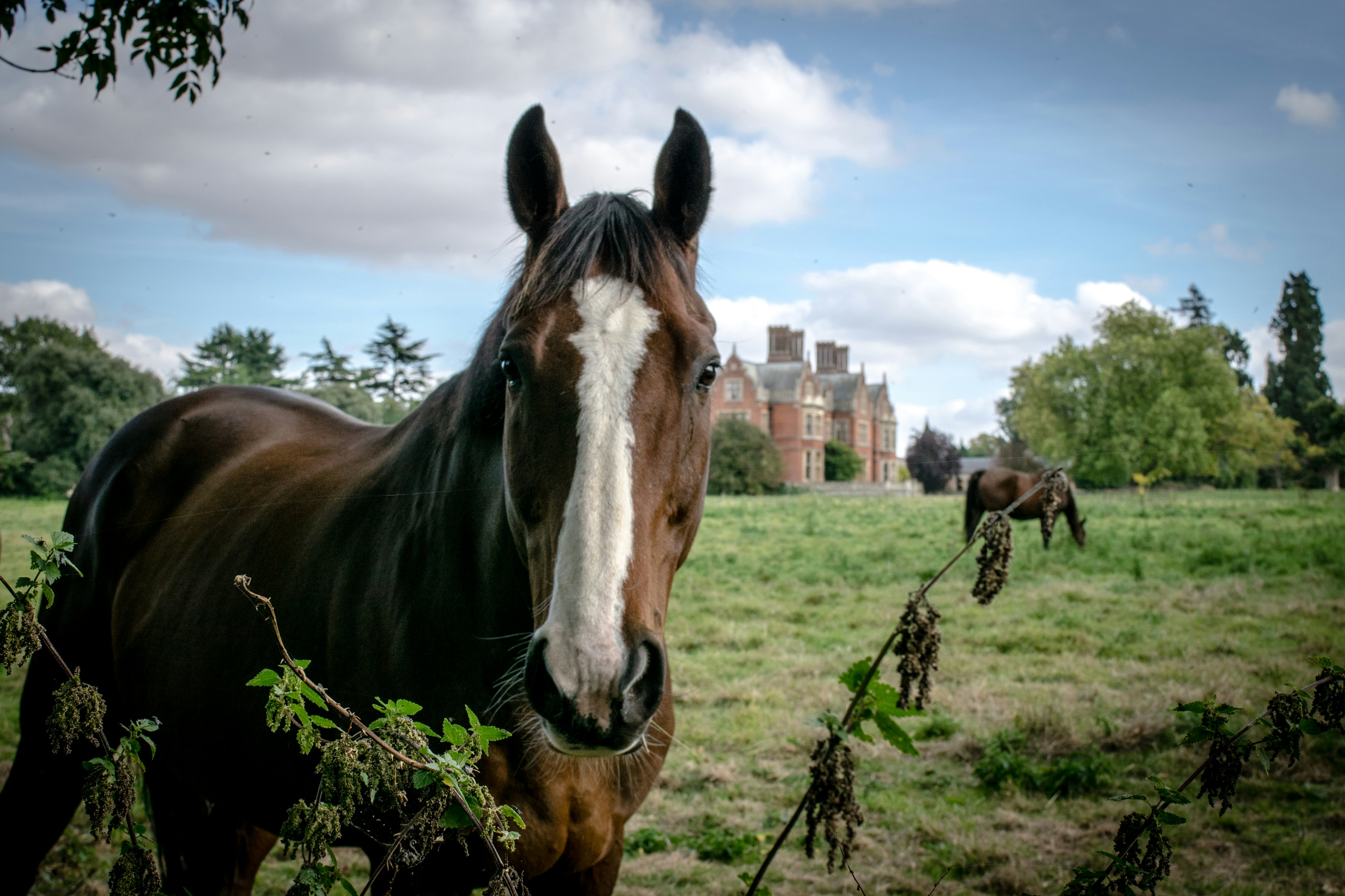 Brown horse with white blaze in grassy field.