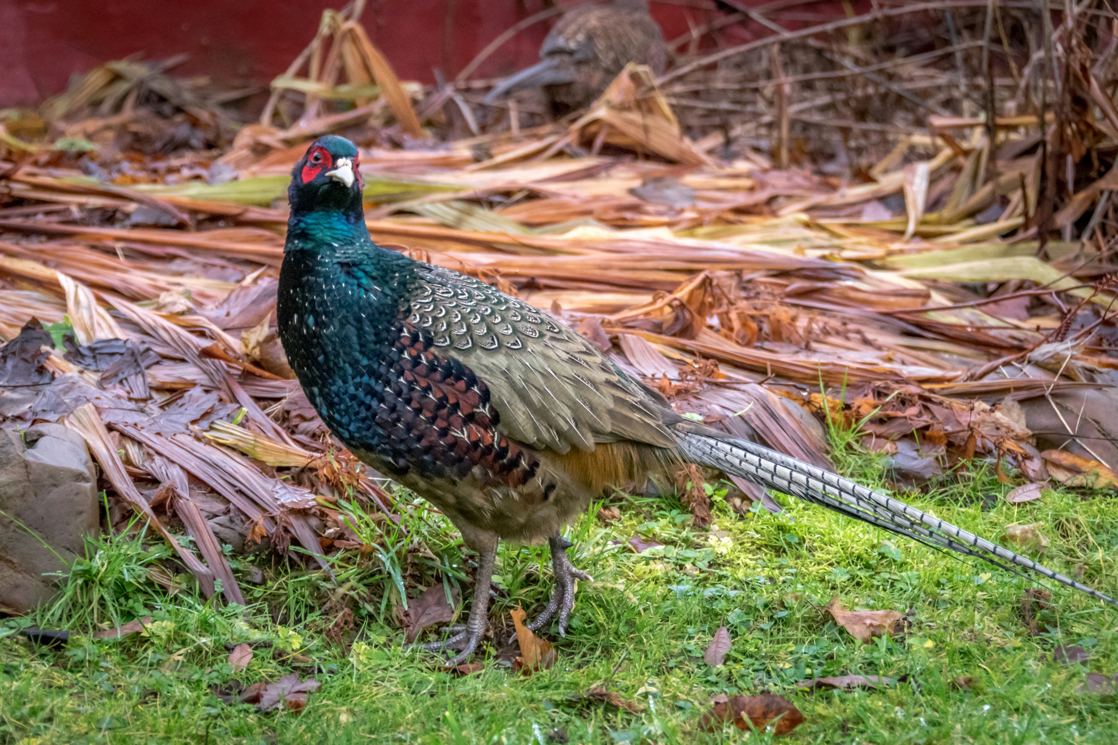 A pheasant stands on grassy ground with dry leaves.