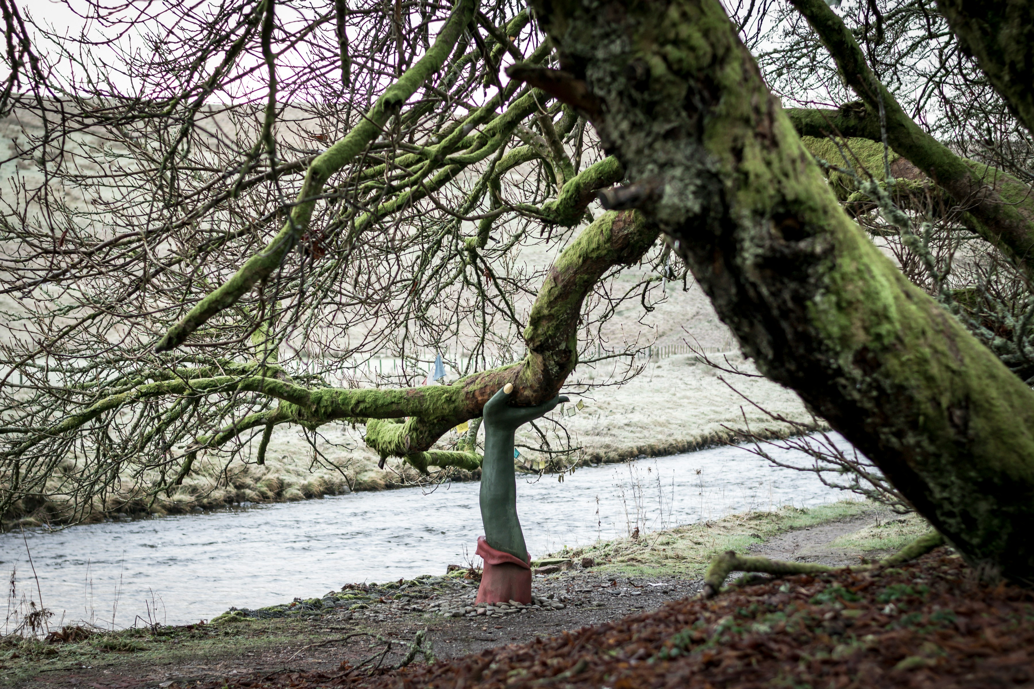 Moss-covered tree bends over a stream