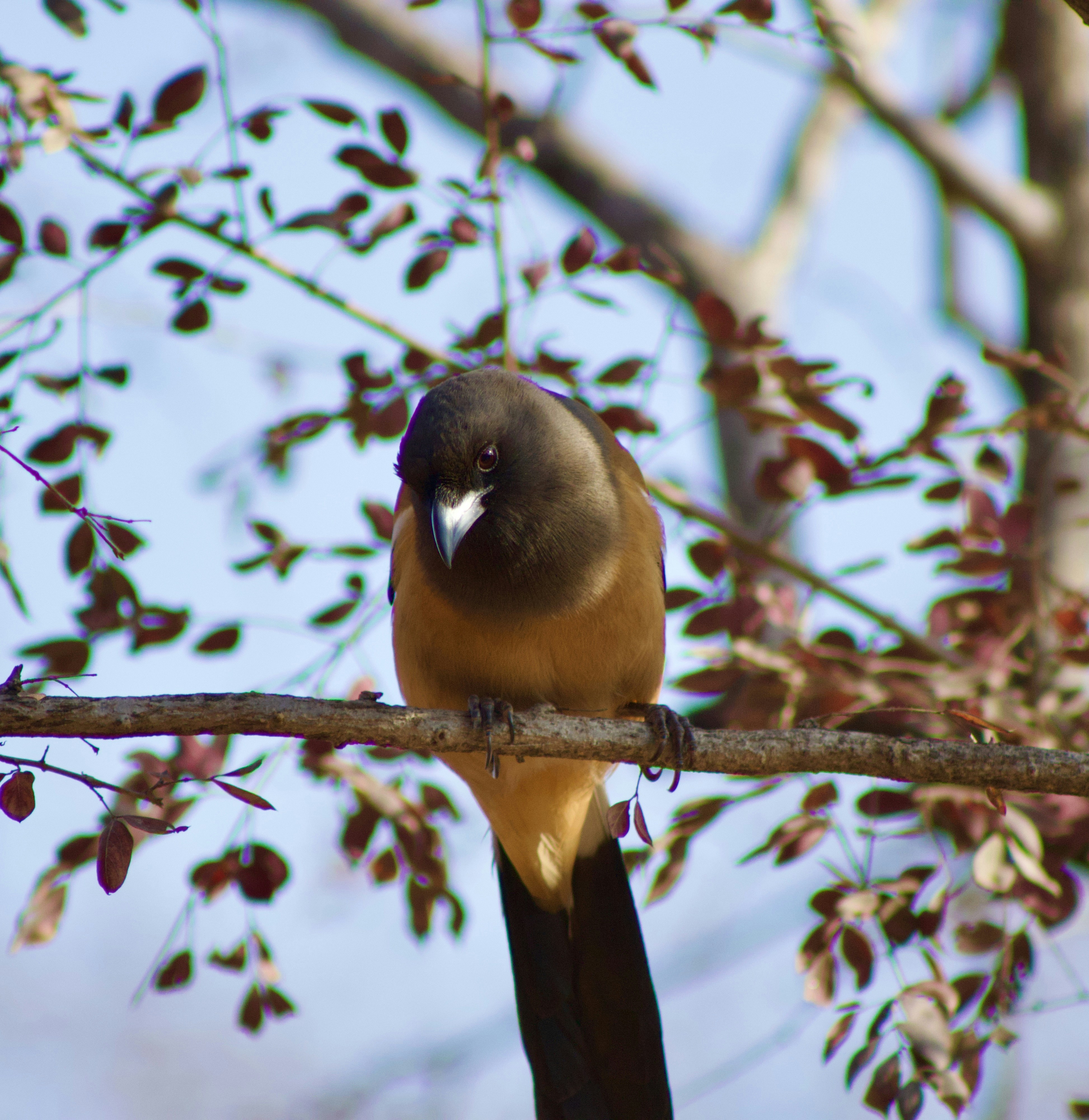 A bird perched on a tree branch