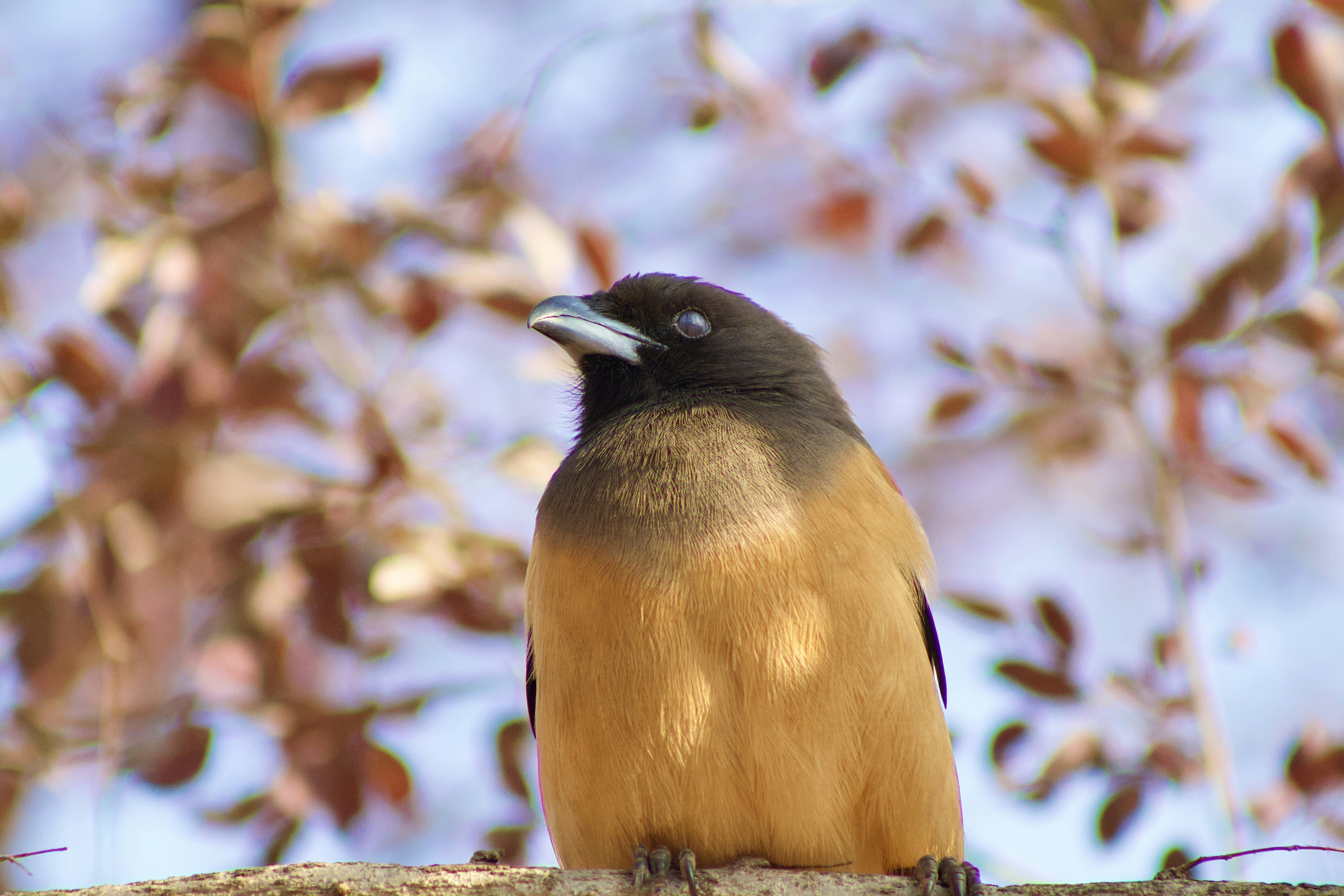A brown and black bird perched on a branch.