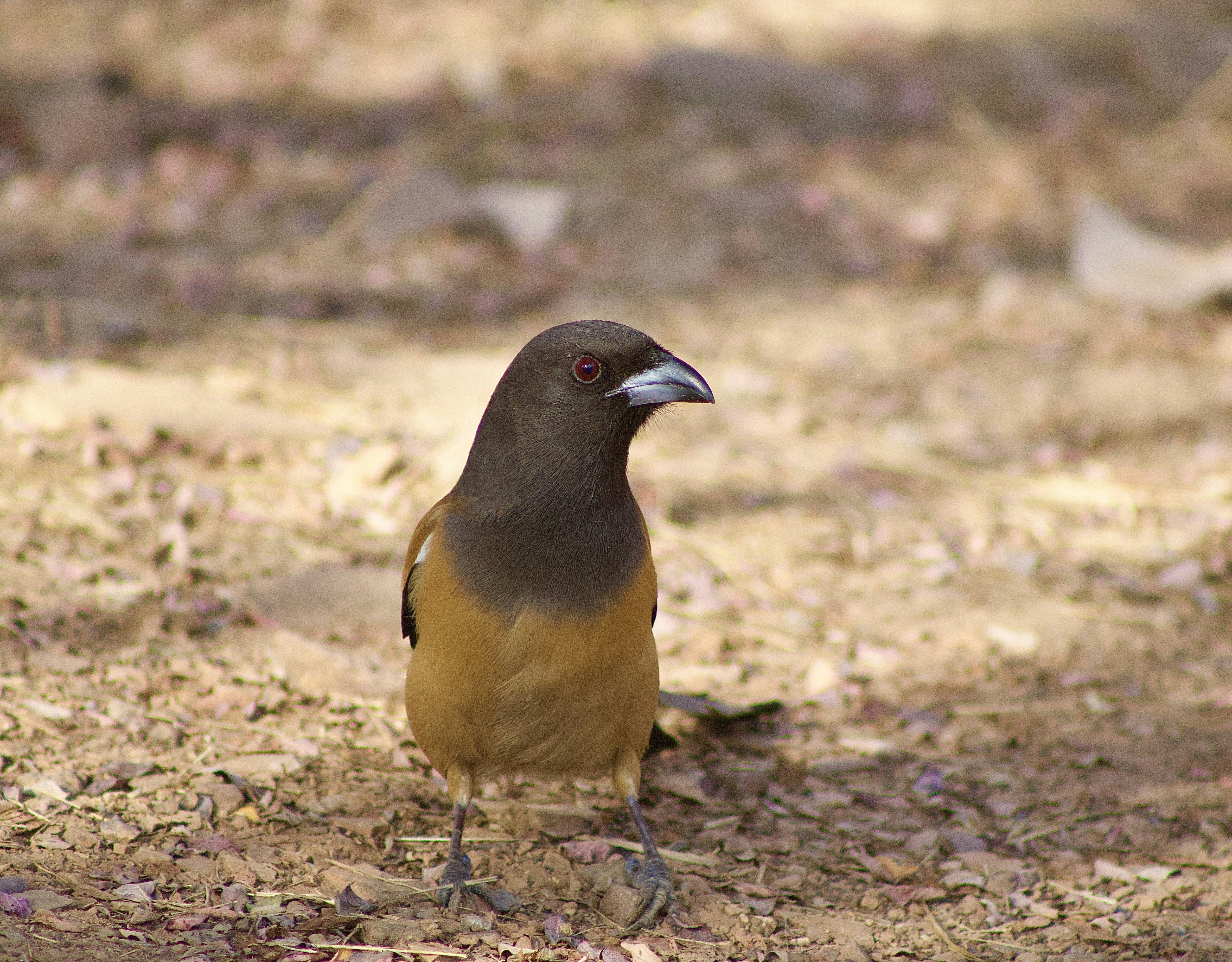 A brown and orange bird stands on the ground.