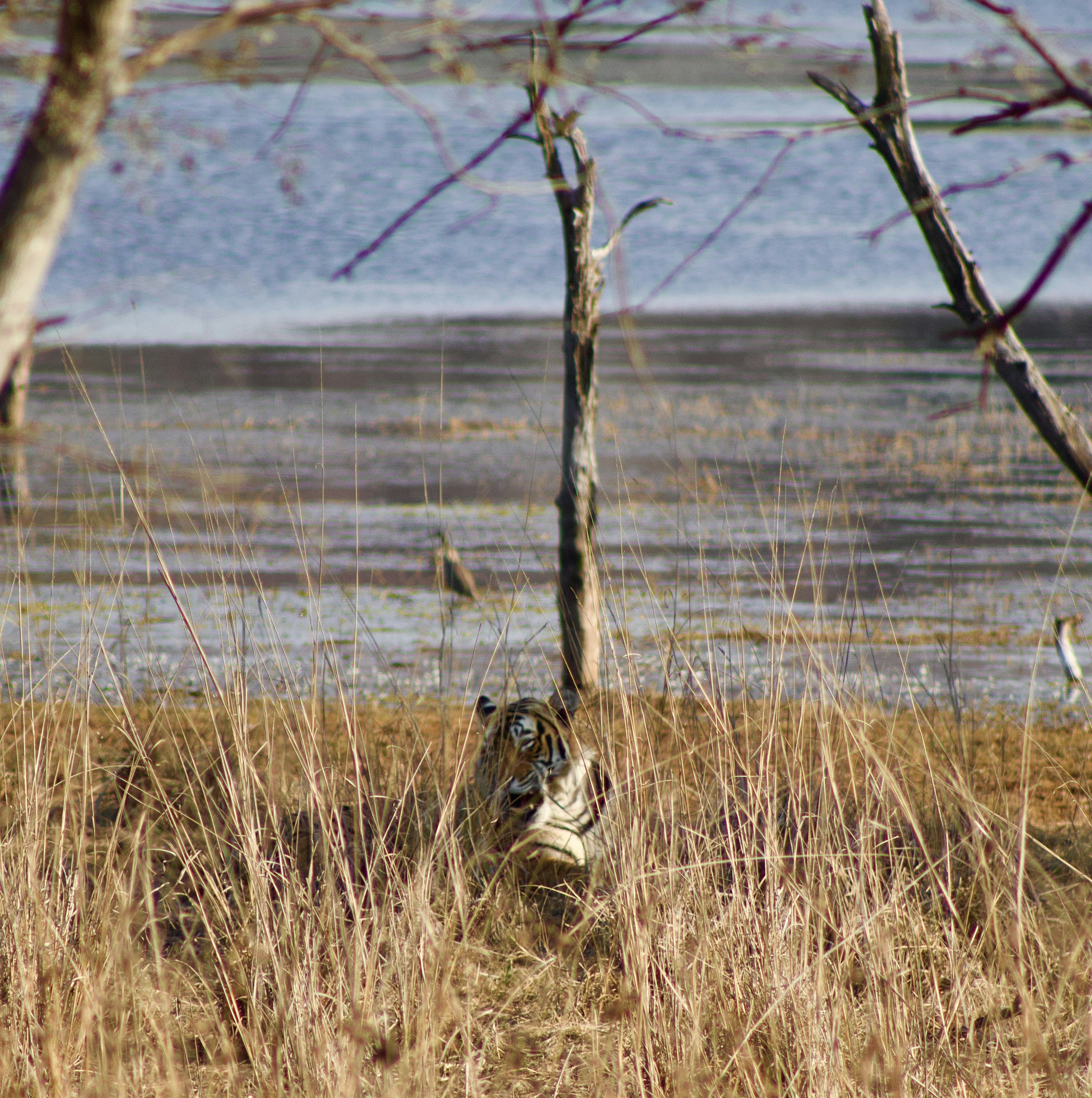 Tiger hiding in tall dry grass near water